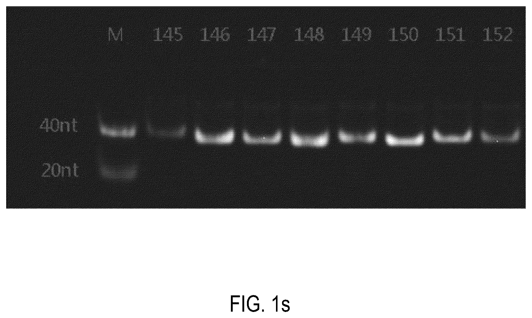 Patent US12378552 Figure 19 – Oligomeric compound for inhibiting expression of factor XI