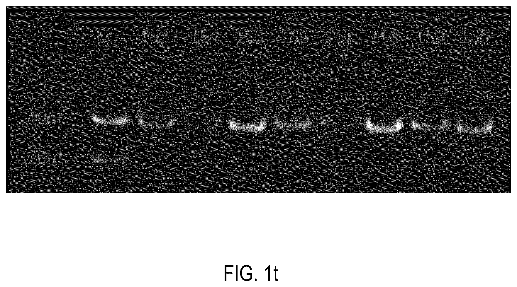 Patent US12378552 Figure 20 – Oligomeric compound for inhibiting expression of factor XI