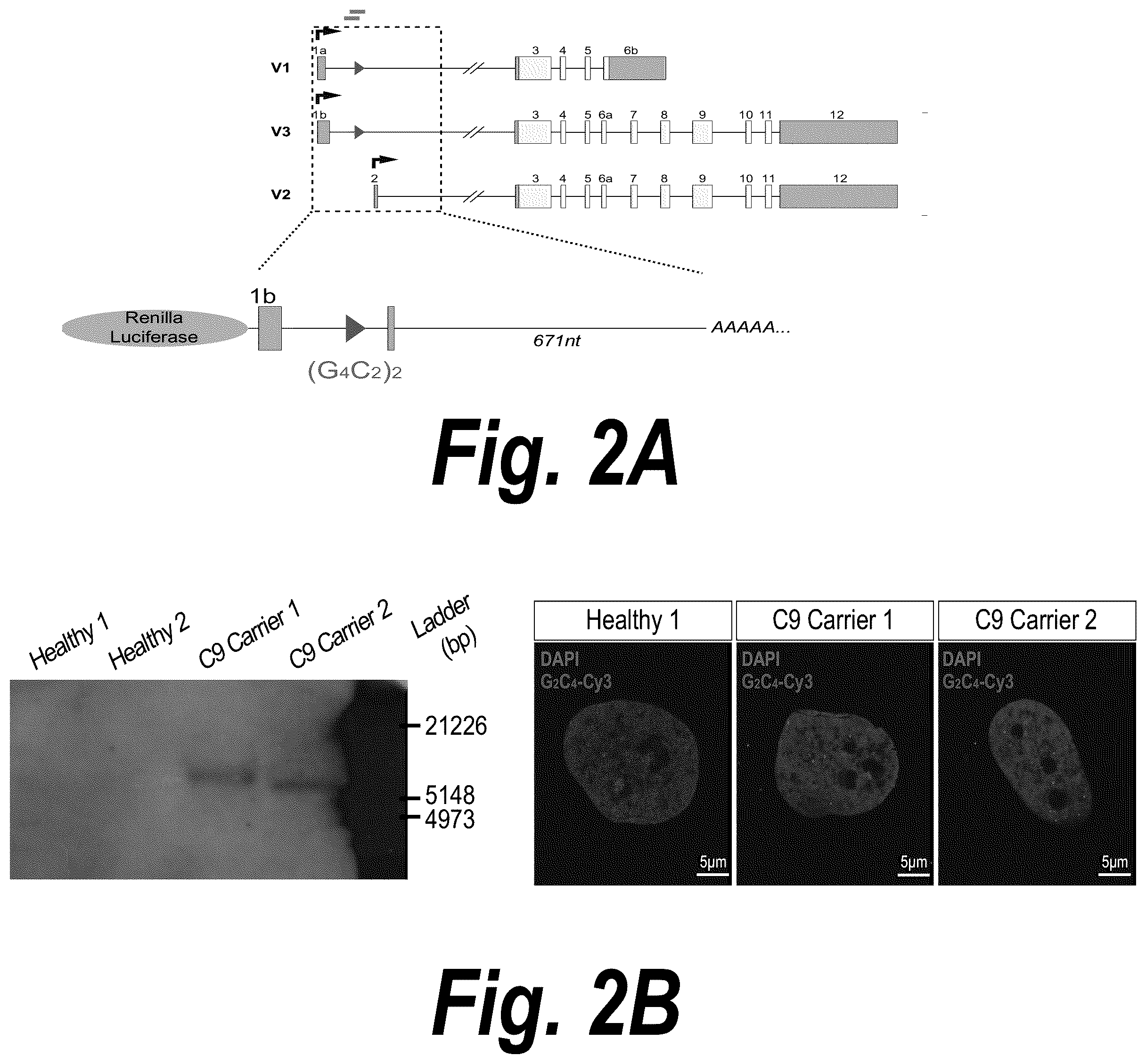 Patent US12378554 Figure 2 – Anti-C9ORF72 oligonucleotides and related methods