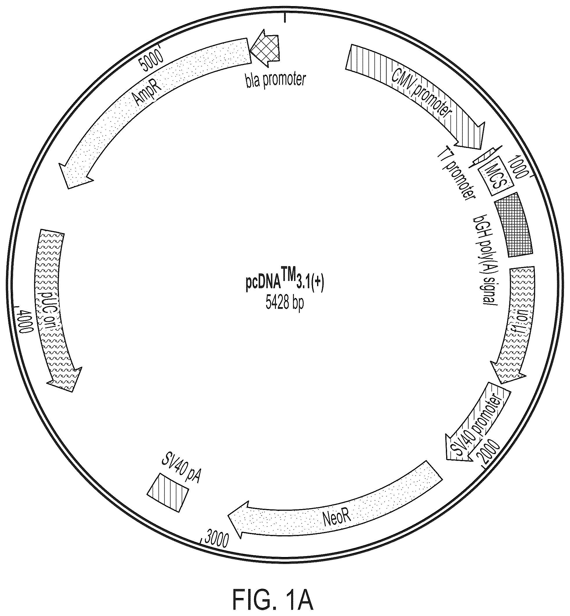 Patent US12378556 Figure 1 – Treatment of angiopoietin like 7 (ANGPTL7) related diseases