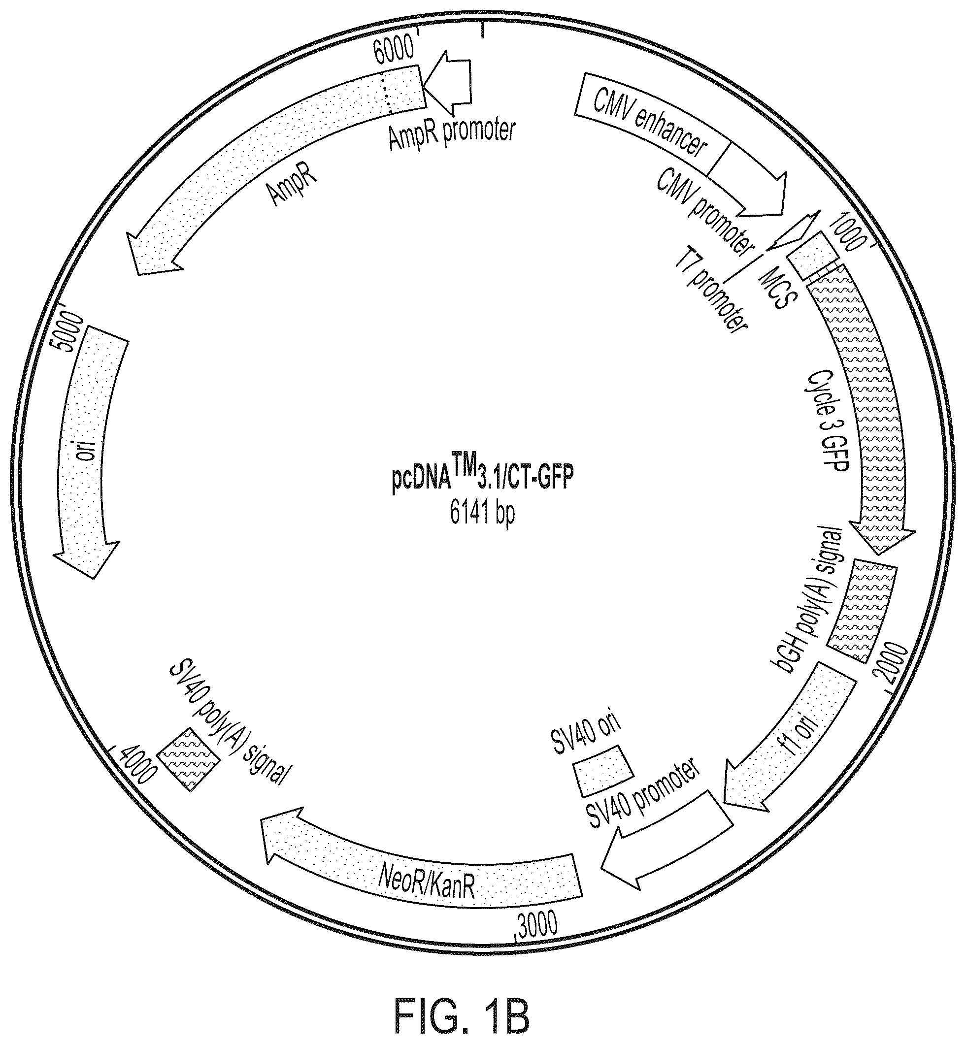 Patent US12378556 Figure 2 – Treatment of angiopoietin like 7 (ANGPTL7) related diseases