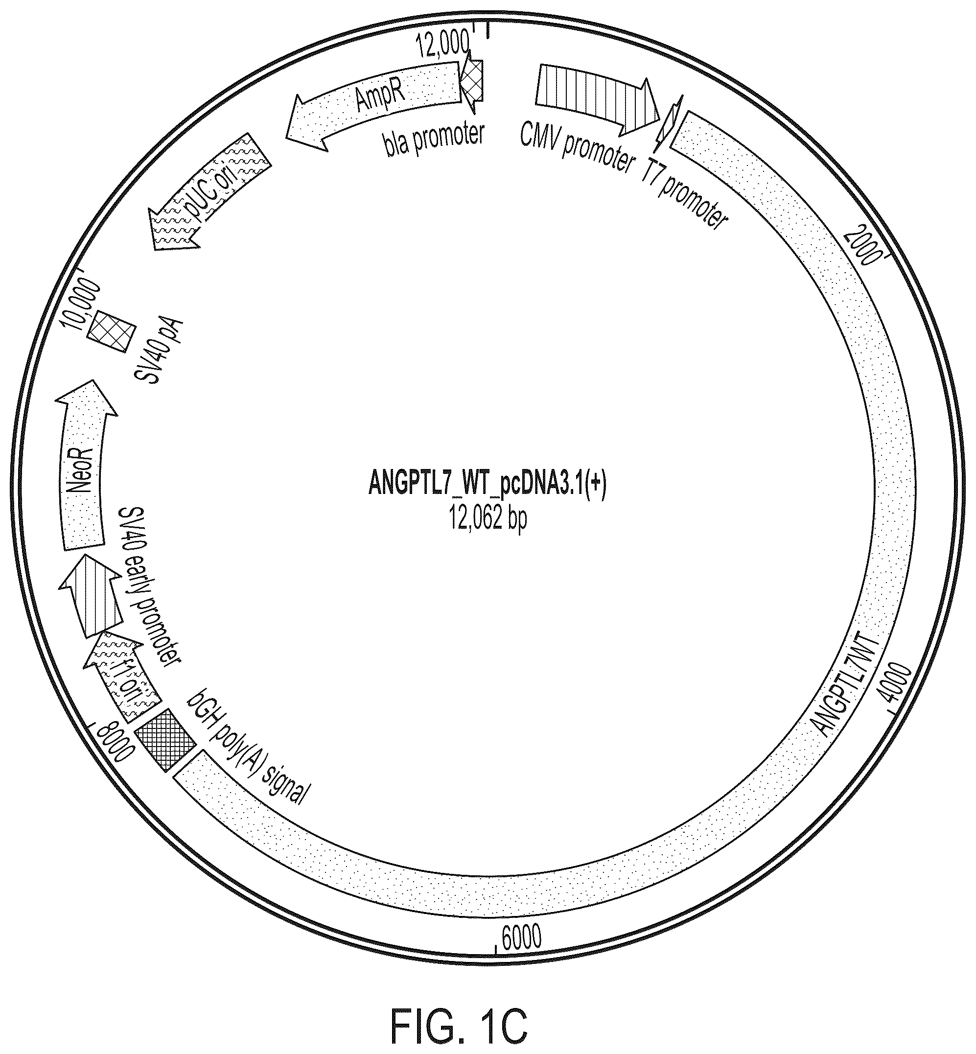 Patent US12378556 Figure 3 – Treatment of angiopoietin like 7 (ANGPTL7) related diseases