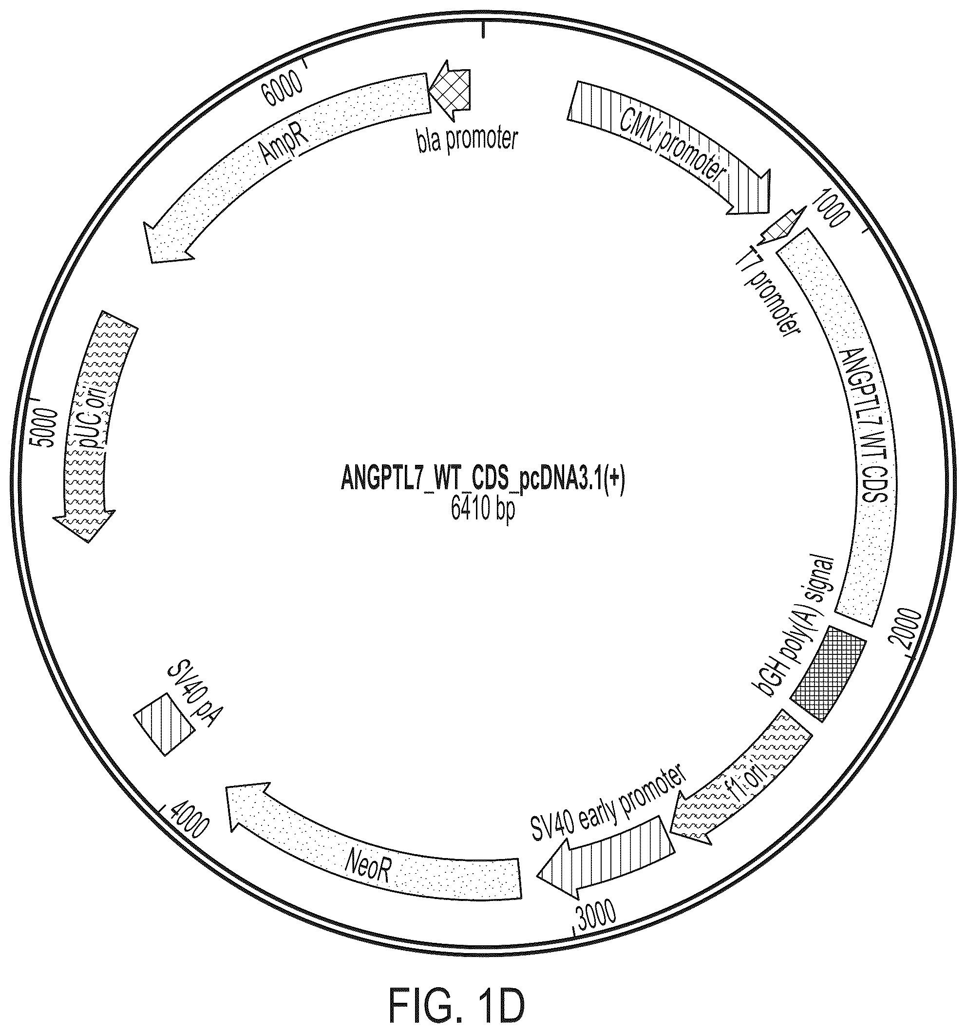 Patent US12378556 Figure 4 – Treatment of angiopoietin like 7 (ANGPTL7) related diseases