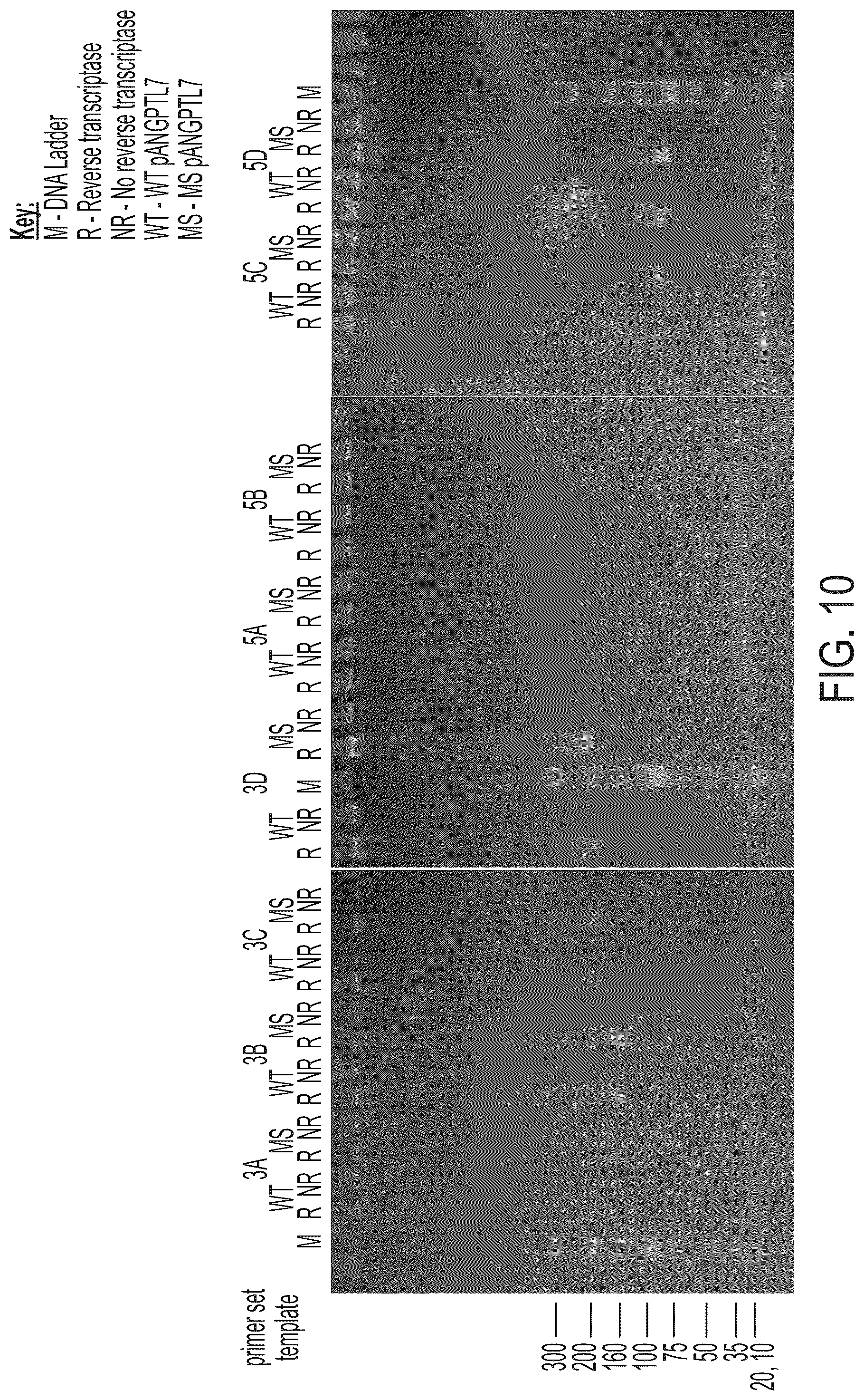 Patent US12378556 Figure 11 – Treatment of angiopoietin like 7 (ANGPTL7) related diseases