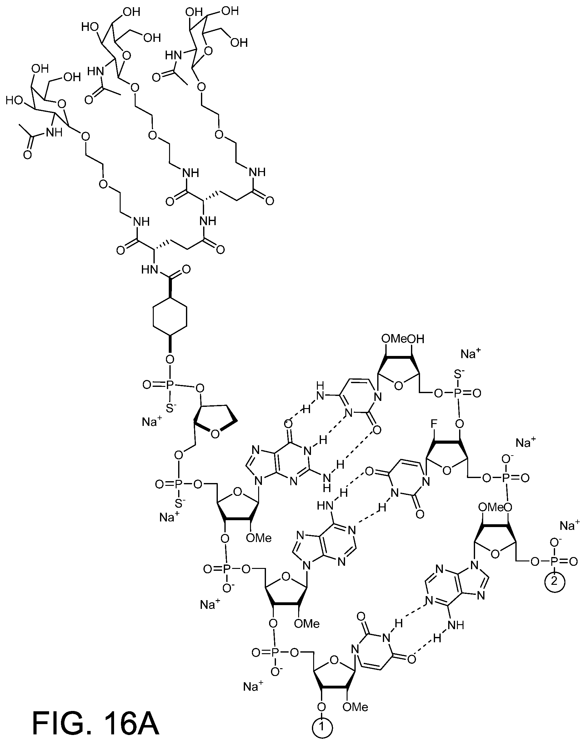 Patent US12378558 Figure 12 – RNAi agents for inhibiting expression of complement factor B (CFB), pharmaceutical compositions thereof, and methods of use