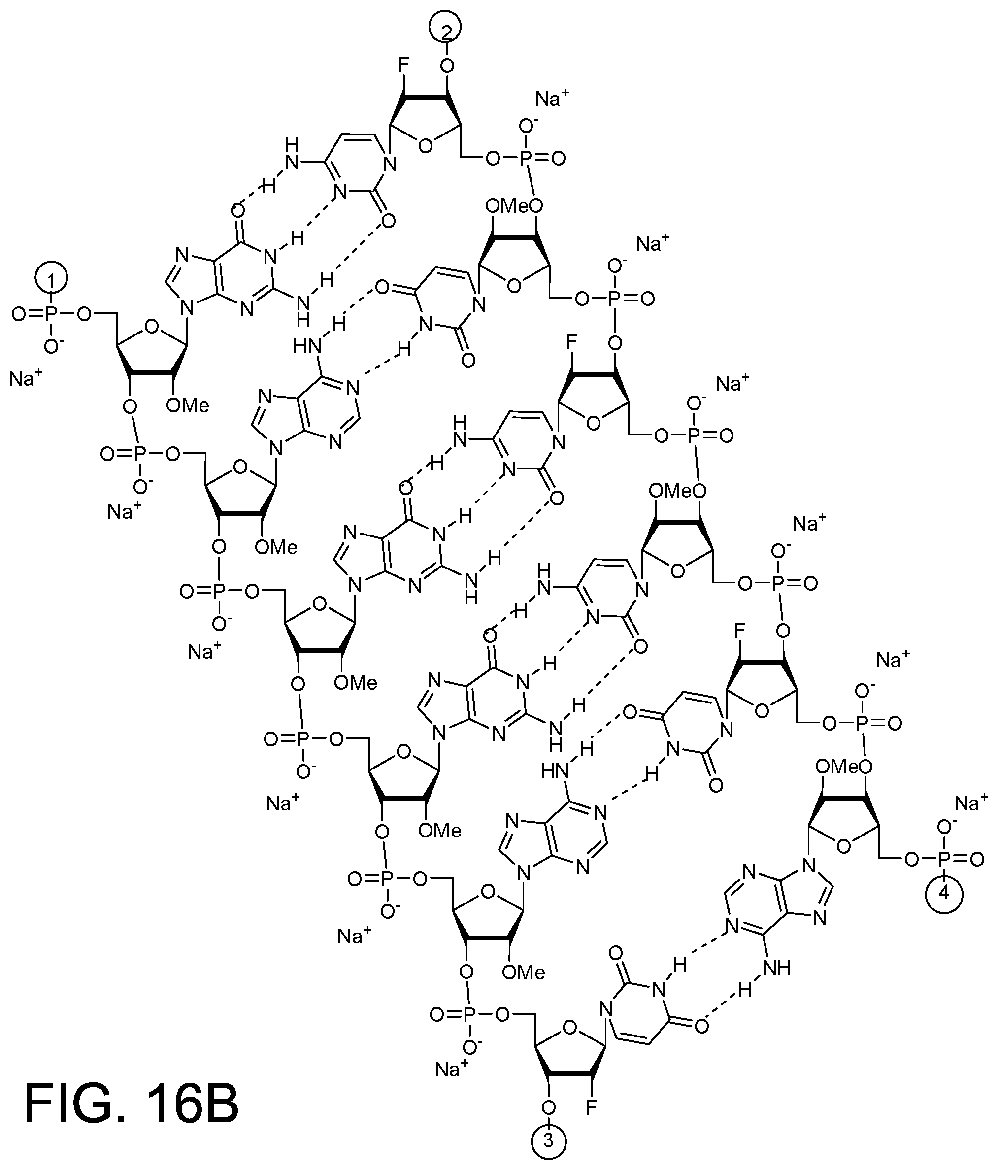 Patent US12378558 Figure 13 – RNAi agents for inhibiting expression of complement factor B (CFB), pharmaceutical compositions thereof, and methods of use