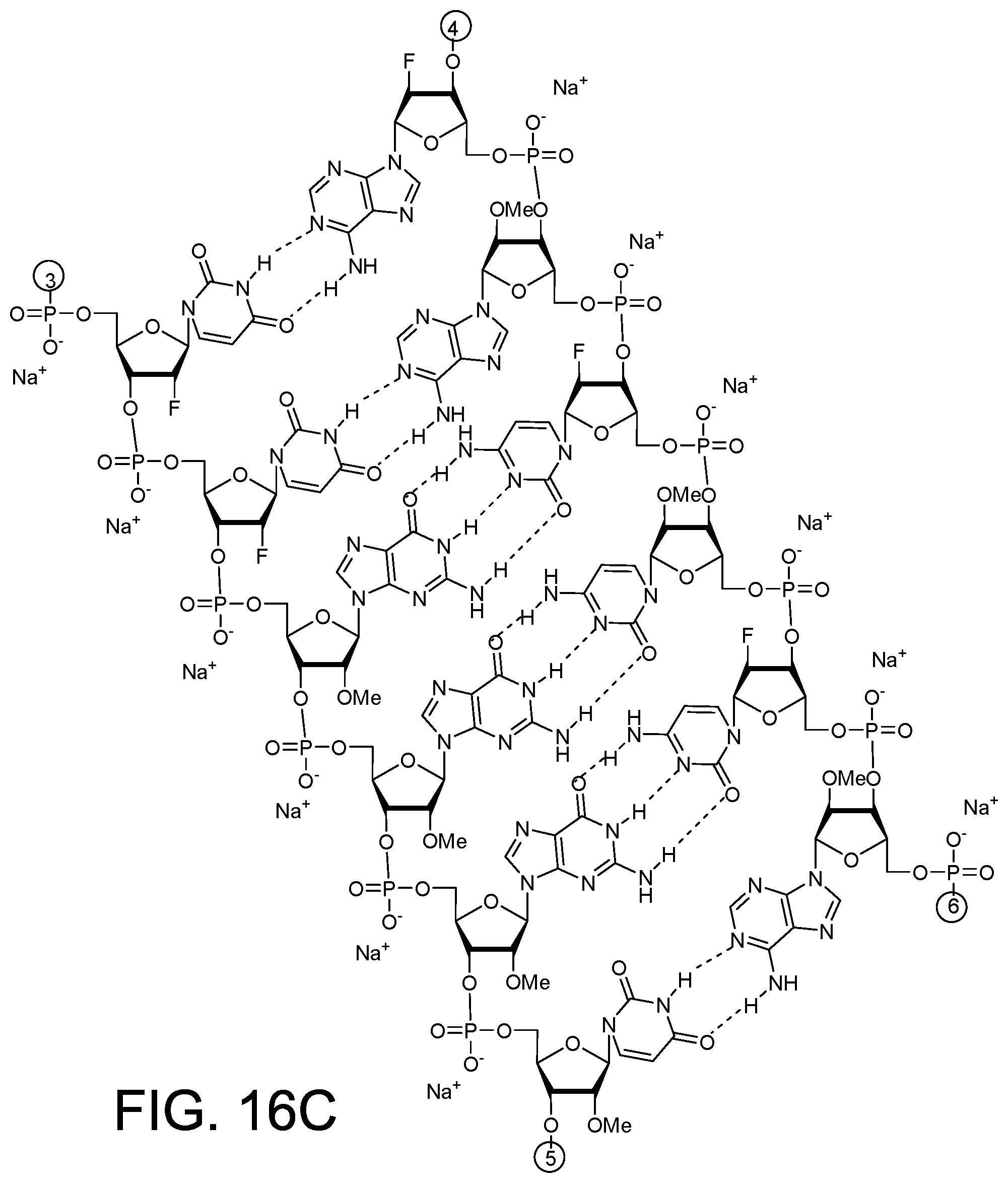 Patent US12378558 Figure 14 – RNAi agents for inhibiting expression of complement factor B (CFB), pharmaceutical compositions thereof, and methods of use