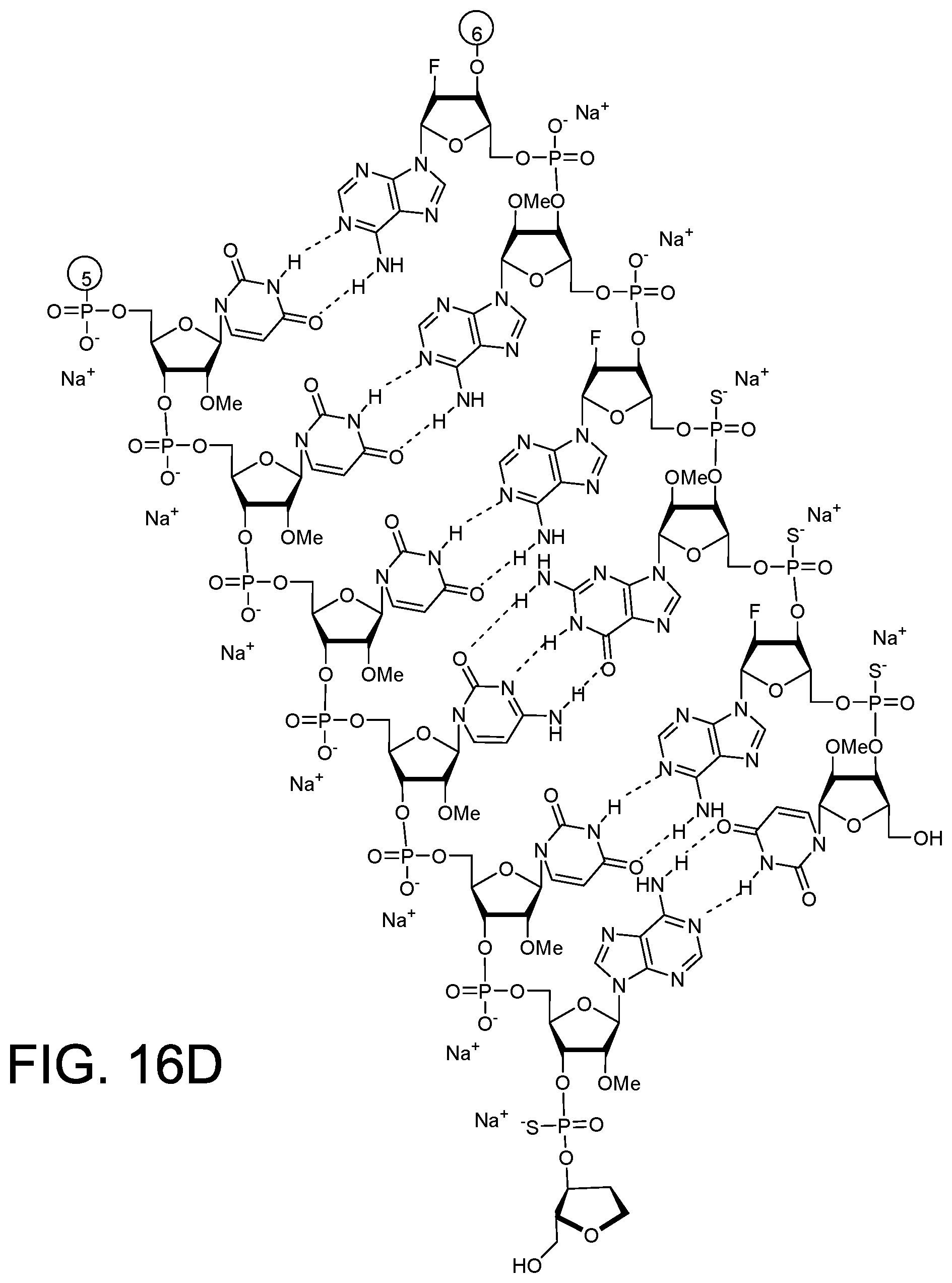Patent US12378558 Figure 15 – RNAi agents for inhibiting expression of complement factor B (CFB), pharmaceutical compositions thereof, and methods of use
