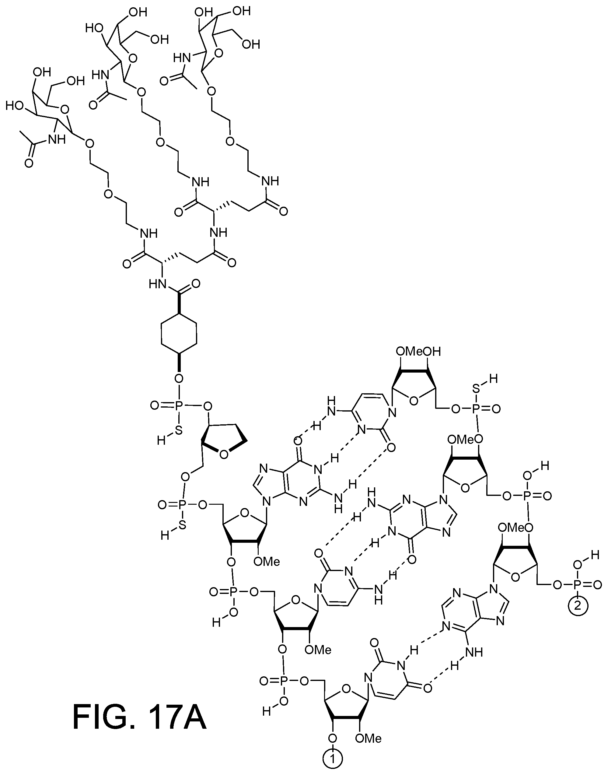 Patent US12378558 Figure 16 – RNAi agents for inhibiting expression of complement factor B (CFB), pharmaceutical compositions thereof, and methods of use