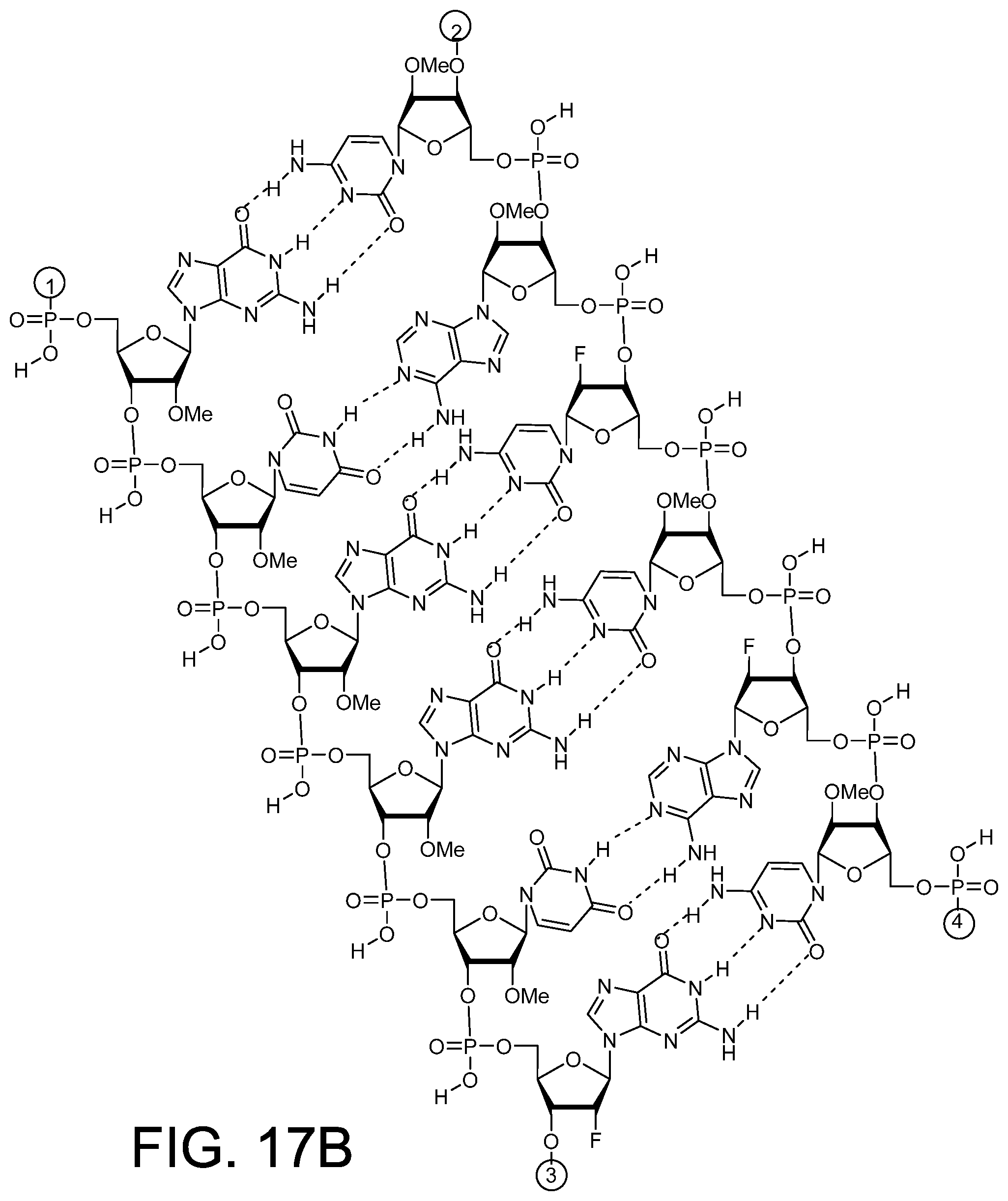 Patent US12378558 Figure 17 – RNAi agents for inhibiting expression of complement factor B (CFB), pharmaceutical compositions thereof, and methods of use