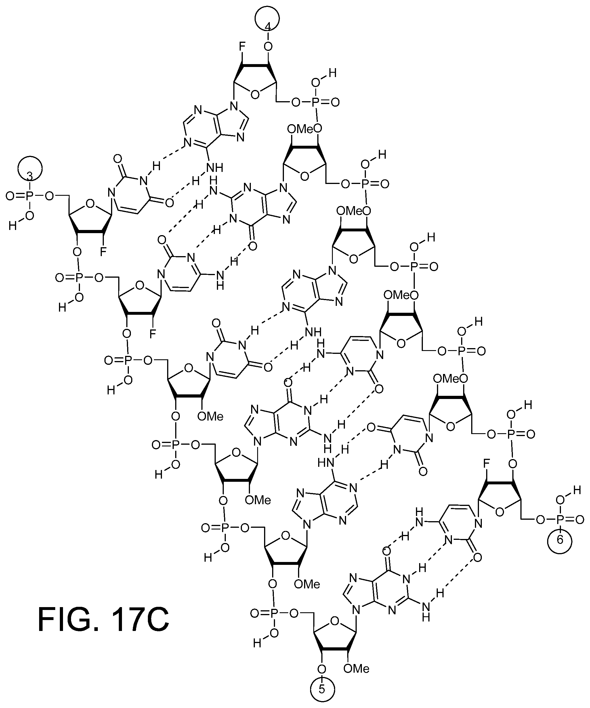 Patent US12378558 Figure 18 – RNAi agents for inhibiting expression of complement factor B (CFB), pharmaceutical compositions thereof, and methods of use