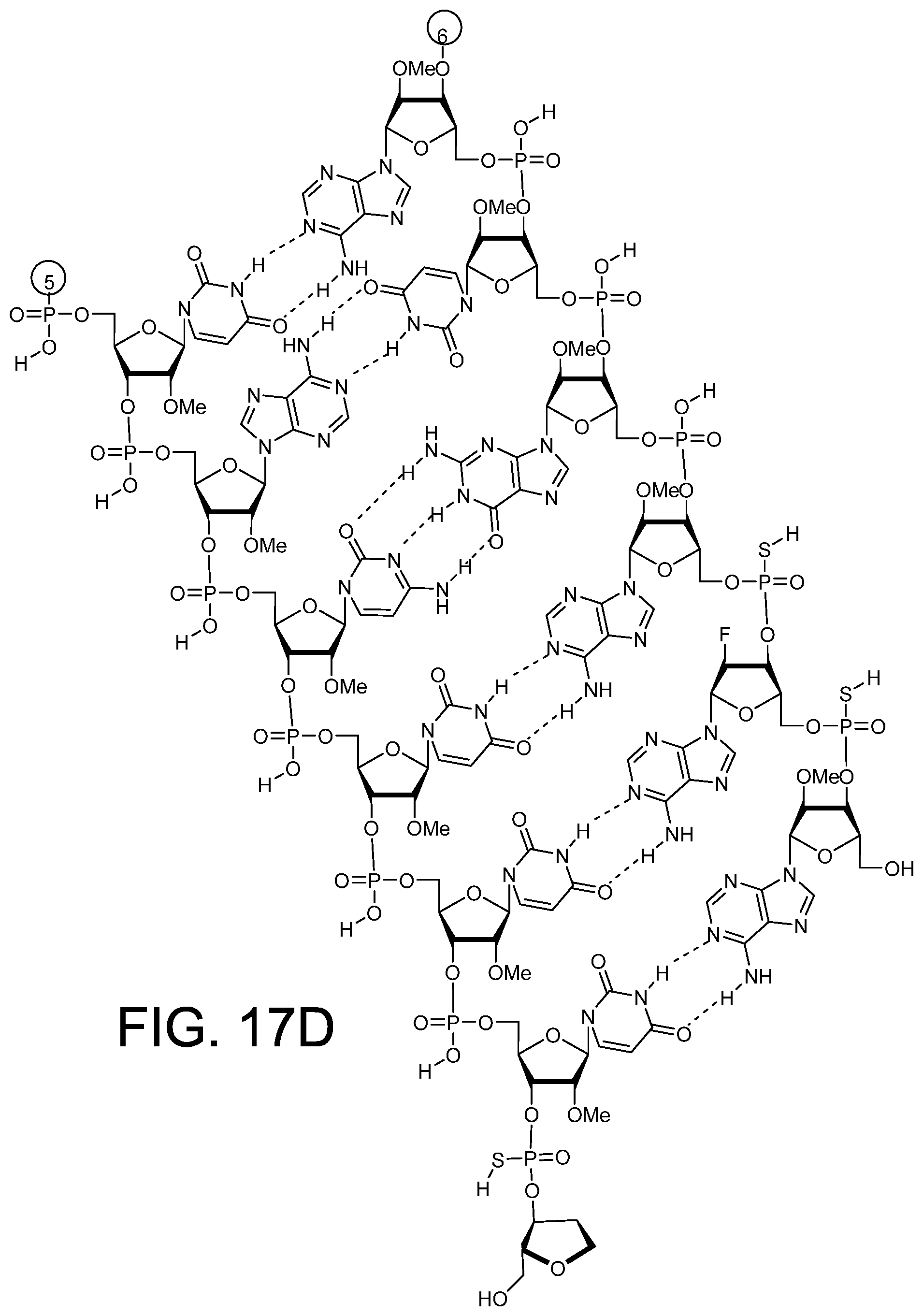 Patent US12378558 Figure 19 – RNAi agents for inhibiting expression of complement factor B (CFB), pharmaceutical compositions thereof, and methods of use