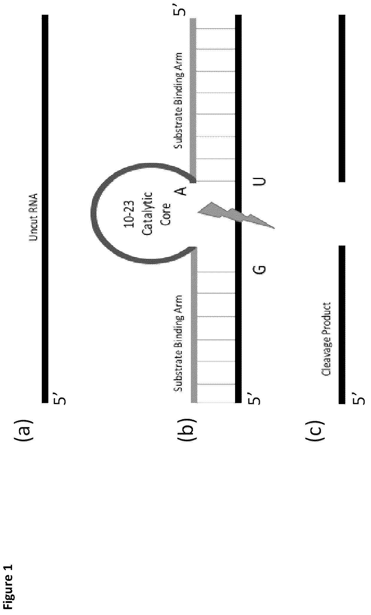 Patent US12378559 Figure 1 – Enzymatic nucleic acid molecules