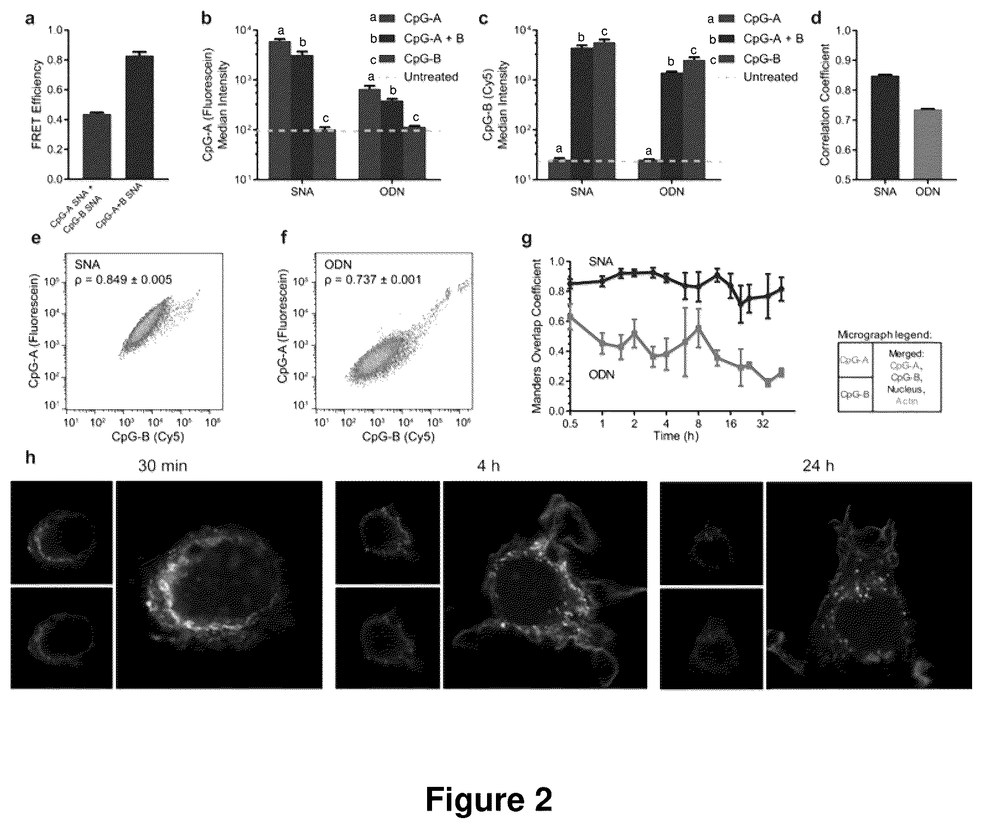 Patent US12378560 Figure 2 – Sequence multiplicity within spherical nucleic acids