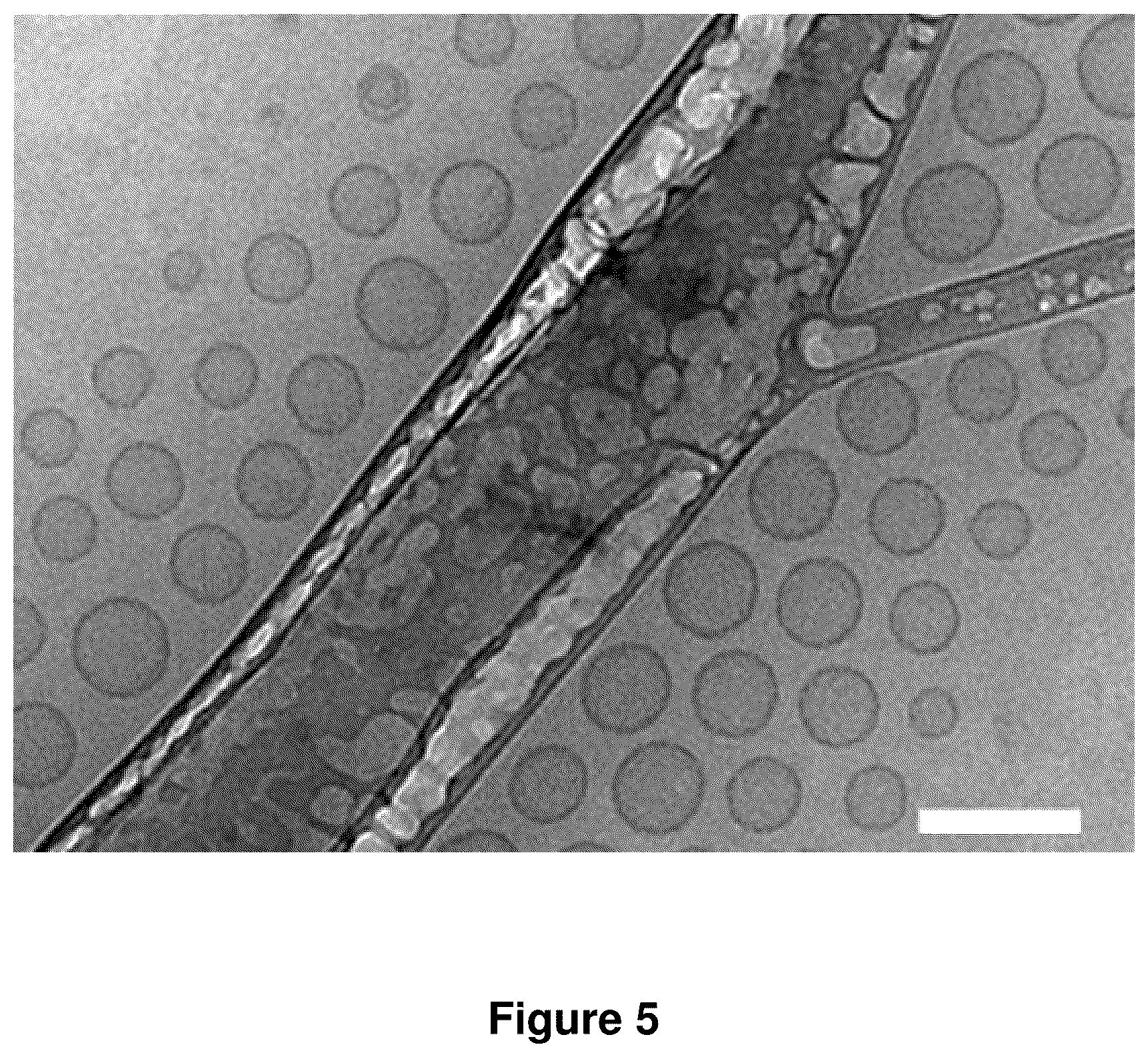 Patent US12378560 Figure 5 – Sequence multiplicity within spherical nucleic acids