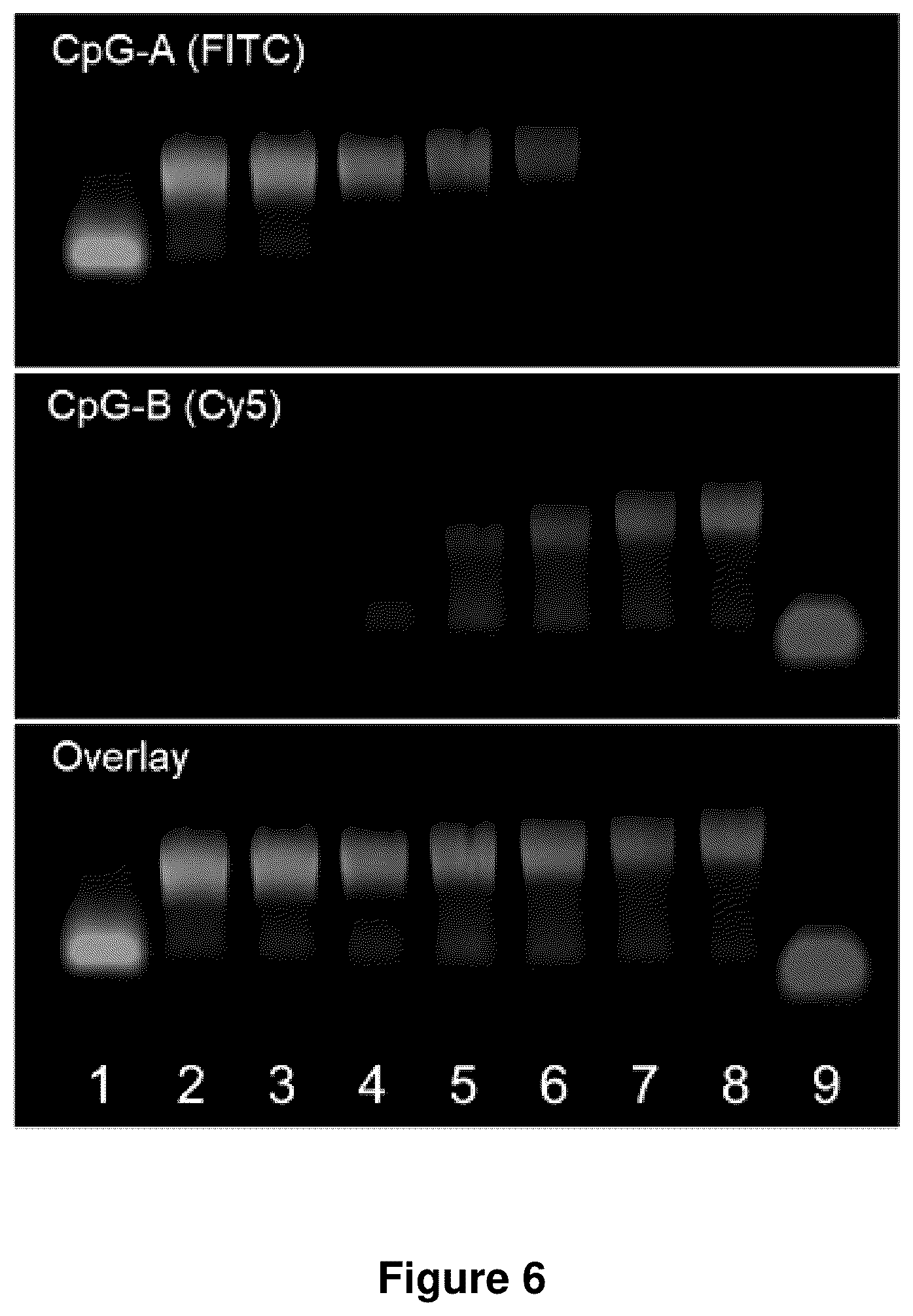 Patent US12378560 Figure 6 – Sequence multiplicity within spherical nucleic acids