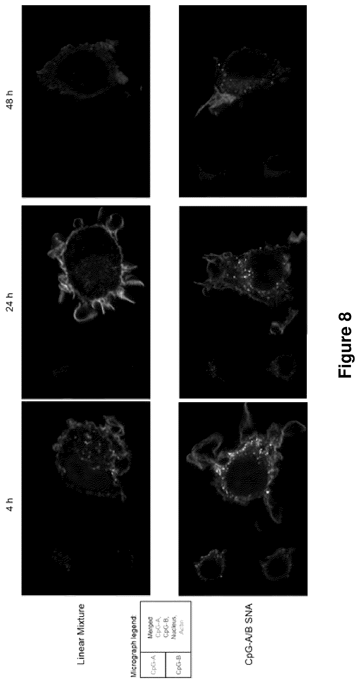Patent US12378560 Figure 8 – Sequence multiplicity within spherical nucleic acids