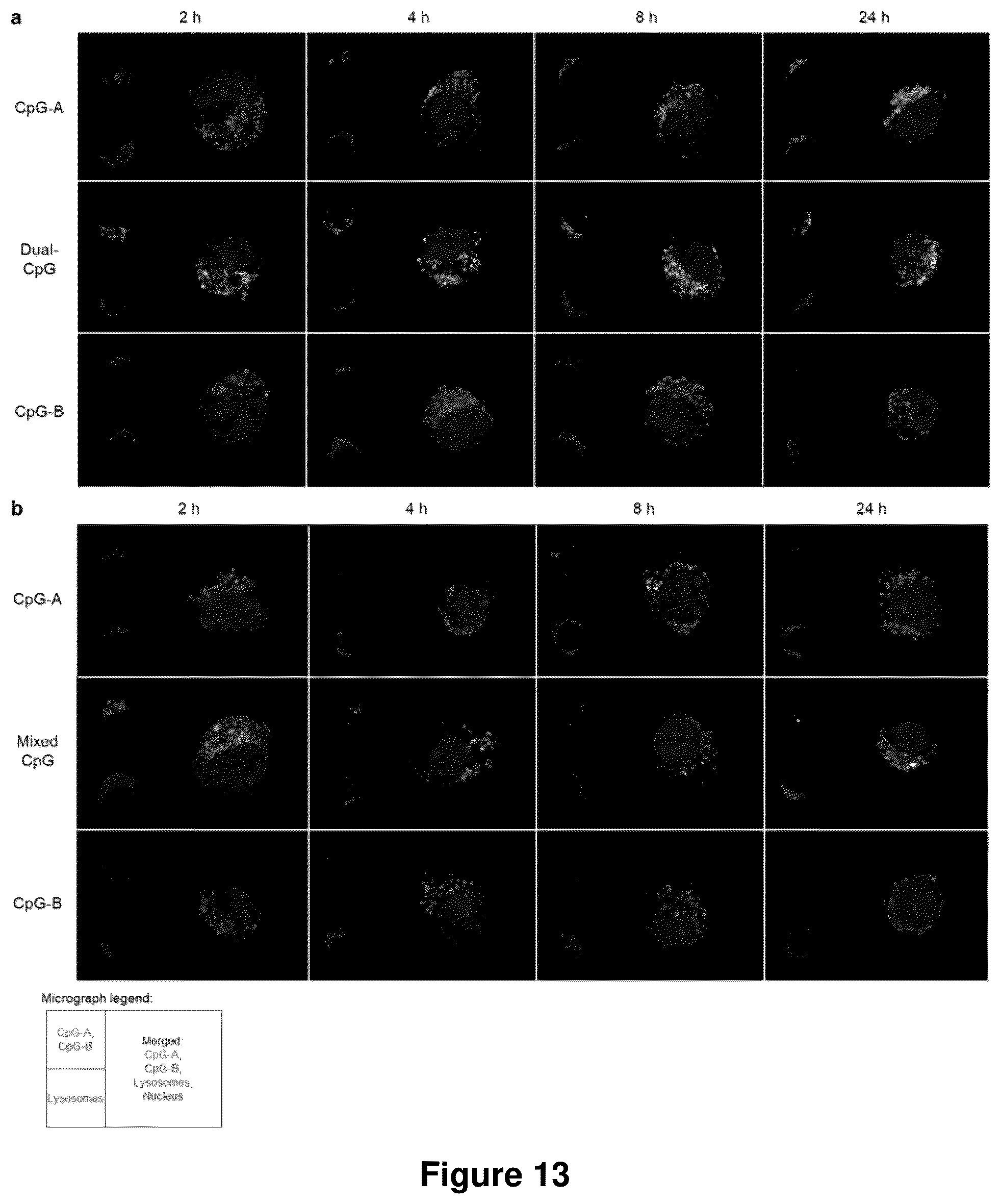 Patent US12378560 Figure 15 – Sequence multiplicity within spherical nucleic acids