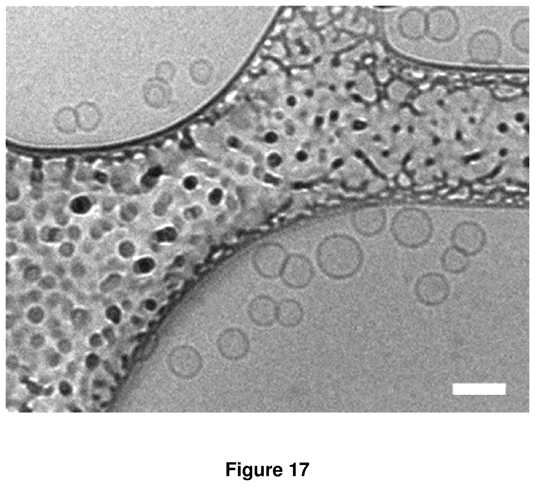Patent US12378560 Figure 19 – Sequence multiplicity within spherical nucleic acids