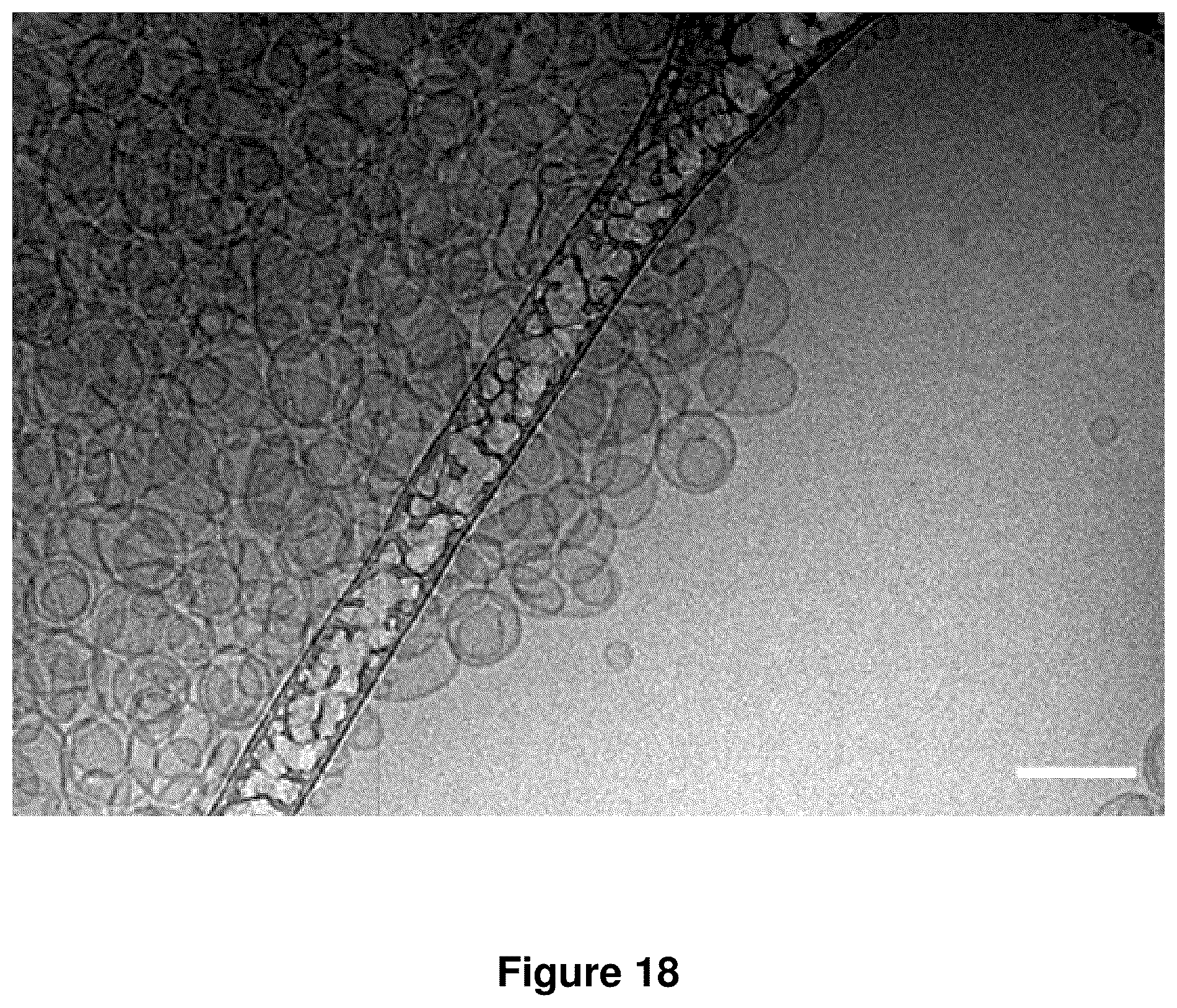 Patent US12378560 Figure 20 – Sequence multiplicity within spherical nucleic acids