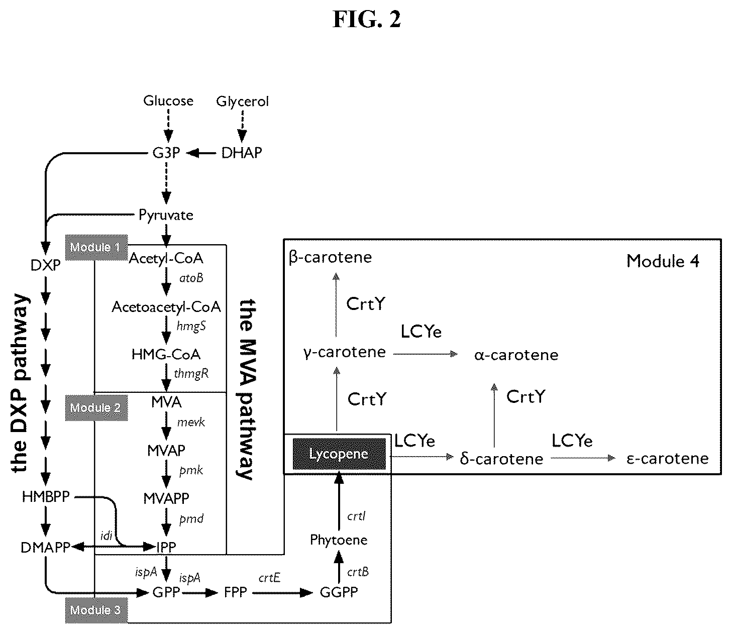 Patent US12378561 Figure 2 – Production of carotenoids and apocarotenoids