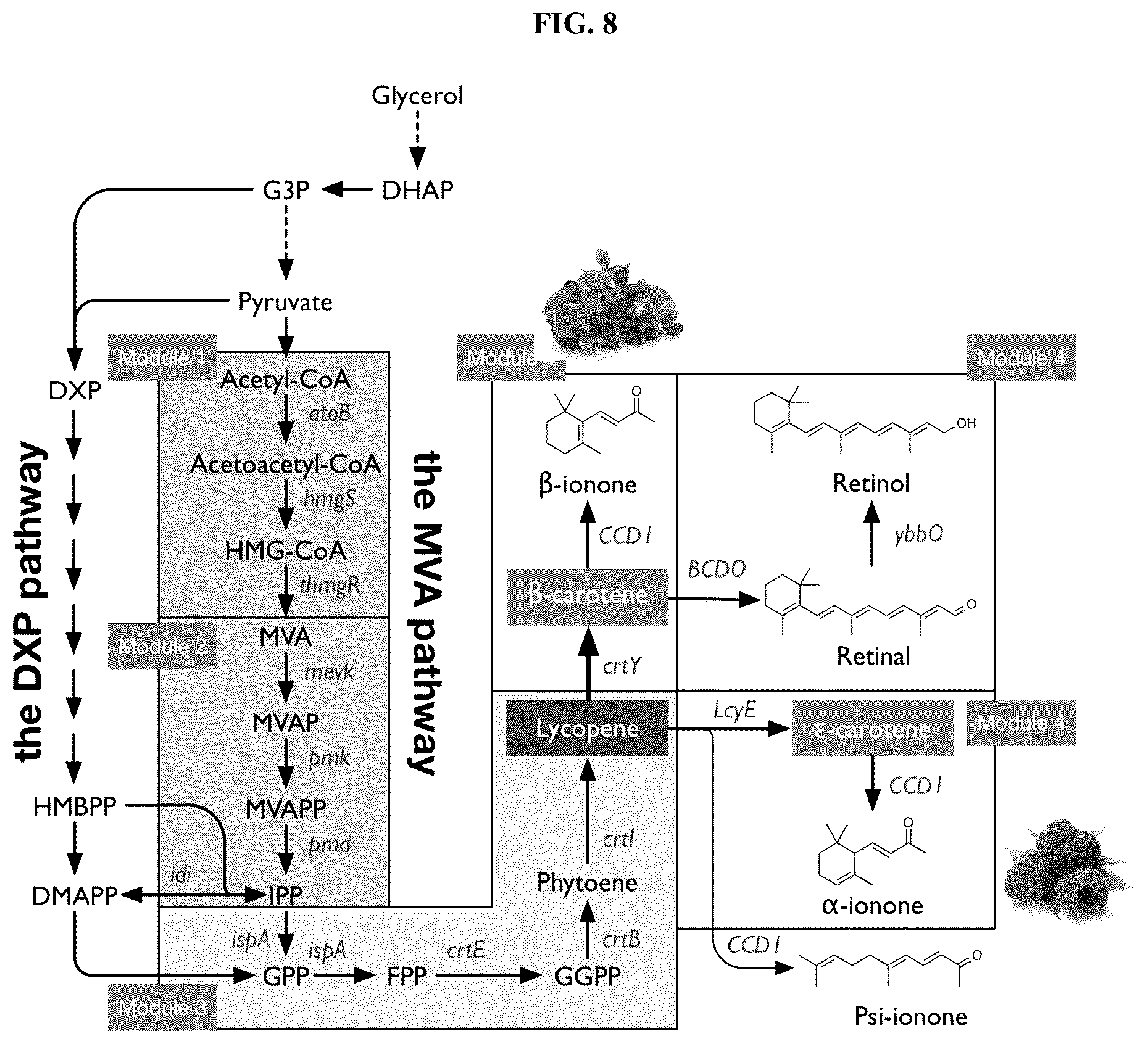 Patent US12378561 Figure 8 – Production of carotenoids and apocarotenoids