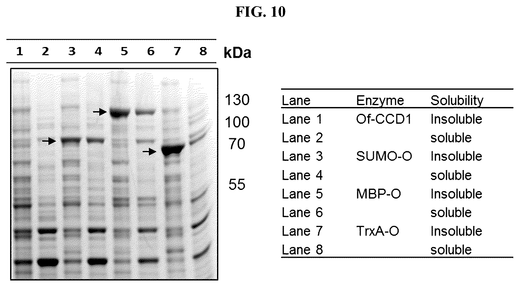 Patent US12378561 Figure 10 – Production of carotenoids and apocarotenoids