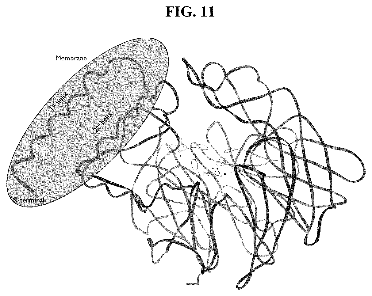 Patent US12378561 Figure 11 – Production of carotenoids and apocarotenoids