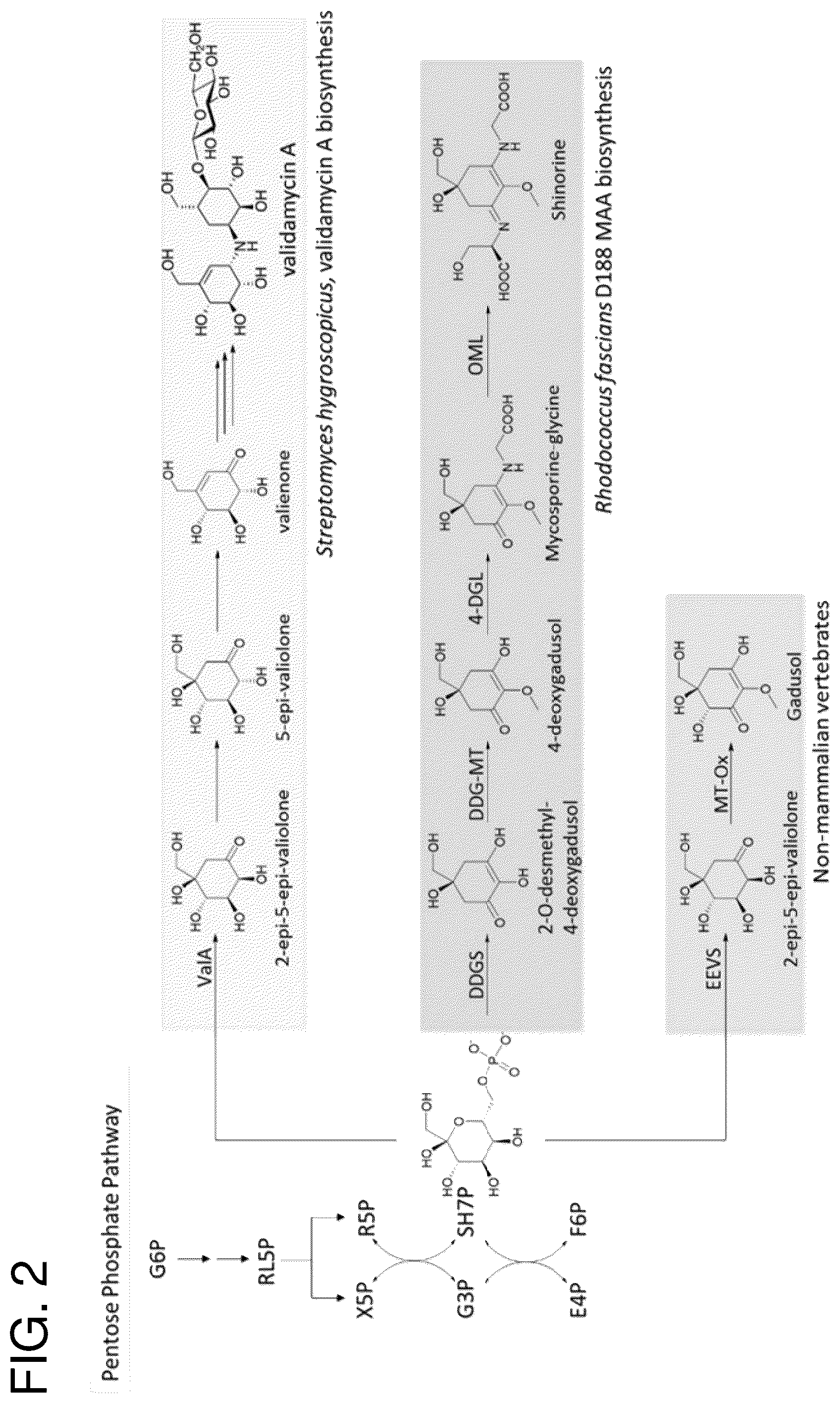 Patent US12378562 Figure 3 – Gadusol derivative production in bacteria