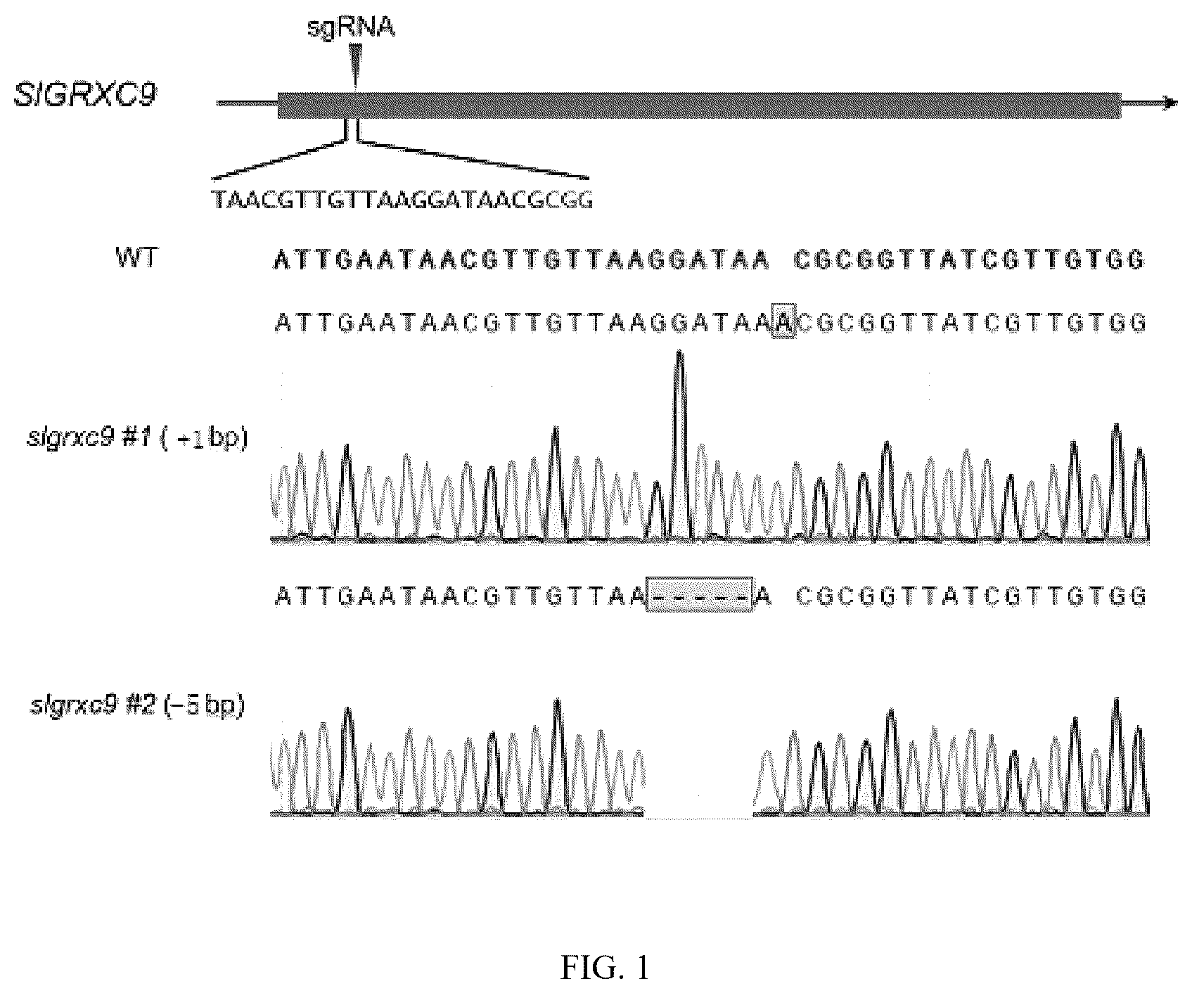 Patent US12378564 Figure 1 – Tomato glutaredoxin SIGRXC9 gene and its application