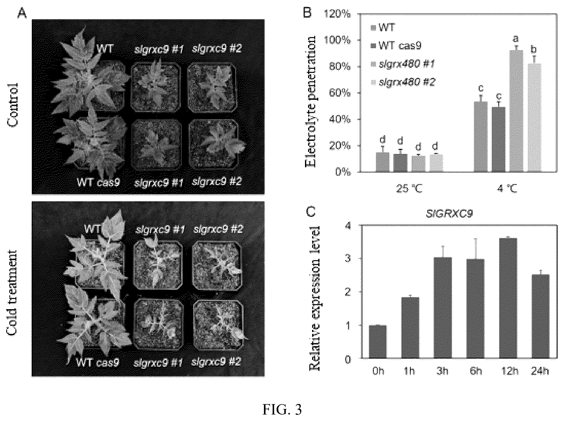 Patent US12378564 Figure 3 – Tomato glutaredoxin SIGRXC9 gene and its application