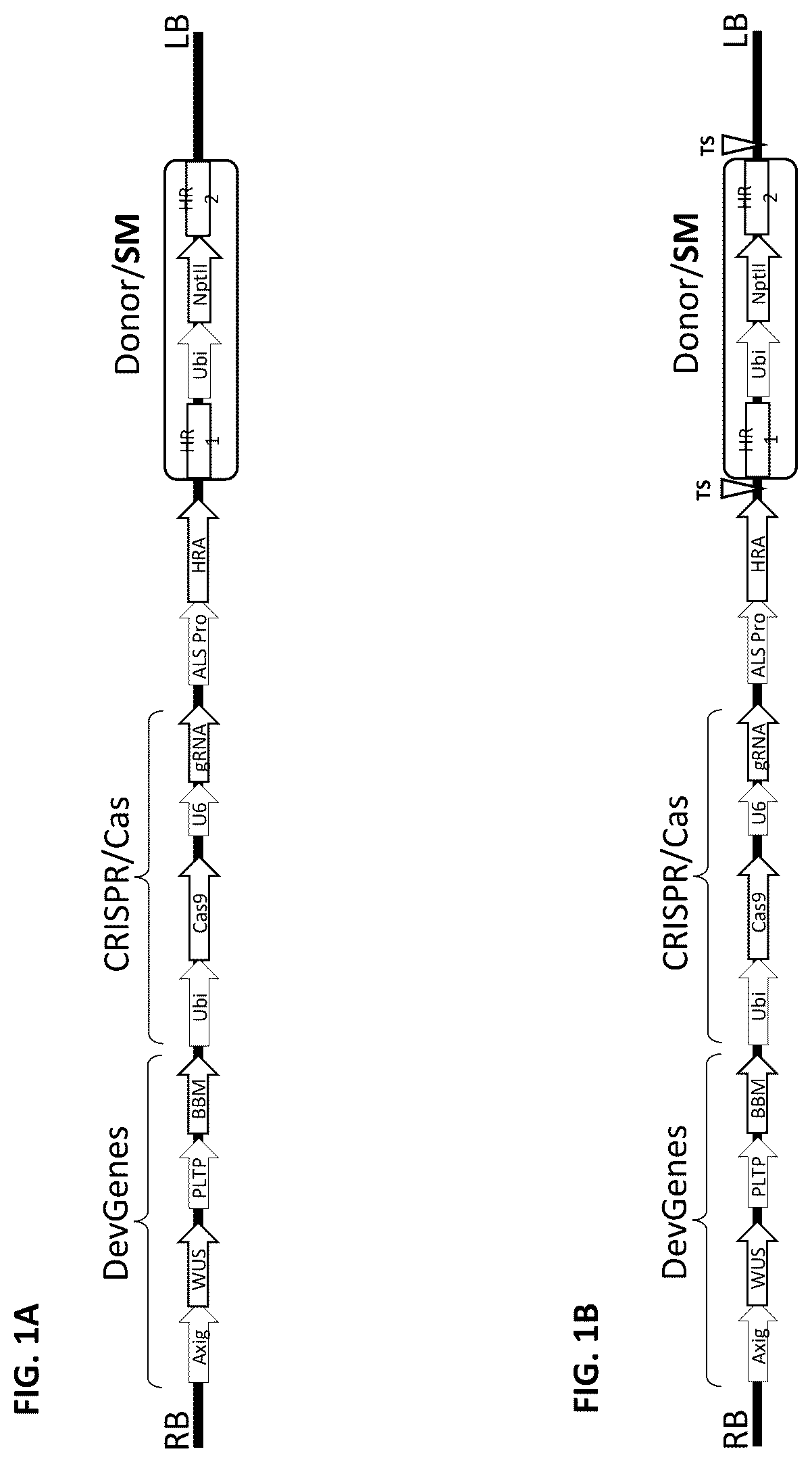 Patent US12378565 Figure 1 – Methods and compositions for homology directed repair of double strand breaks in plant cell genomes