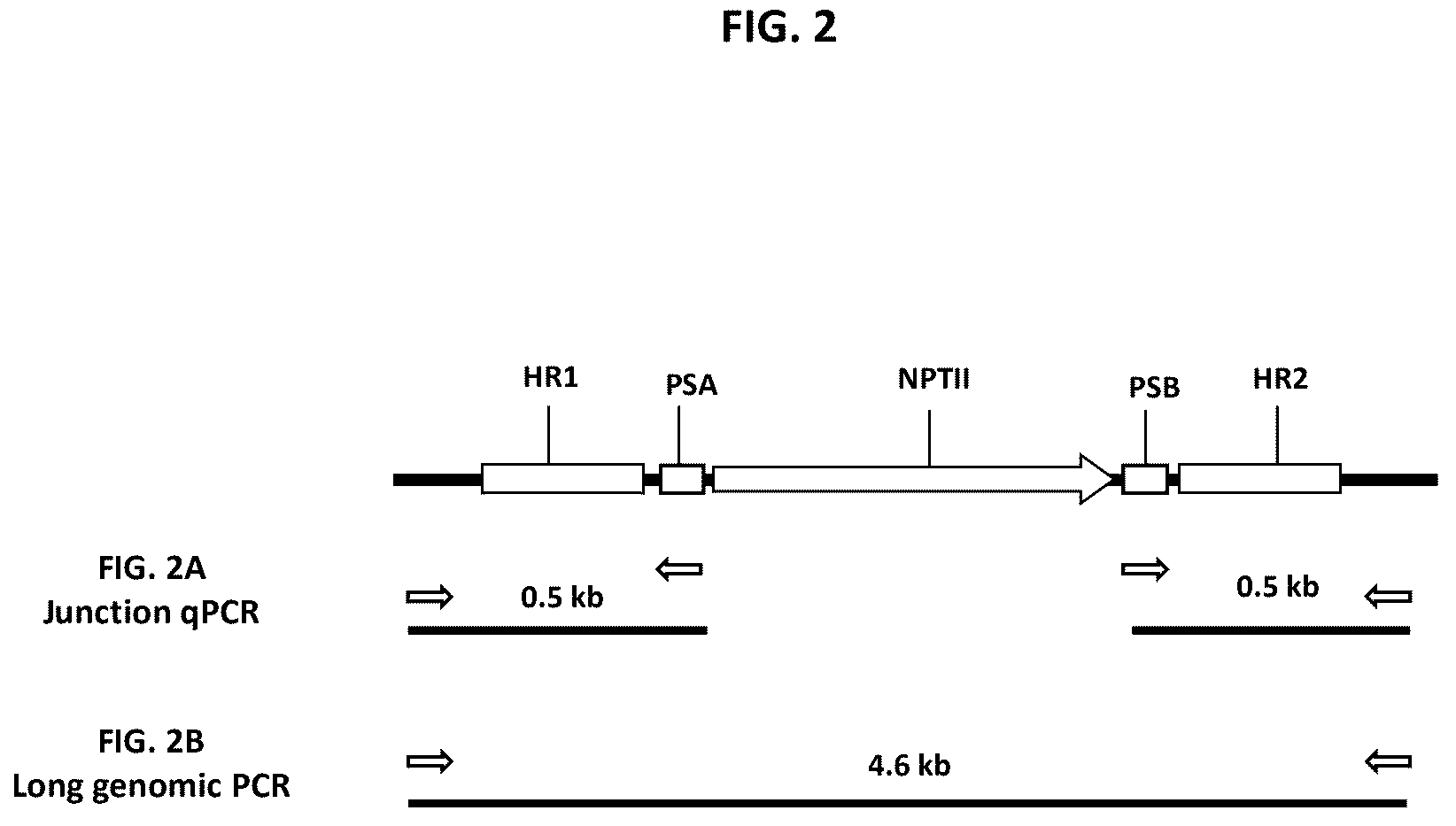 Patent US12378565 Figure 2 – Methods and compositions for homology directed repair of double strand breaks in plant cell genomes