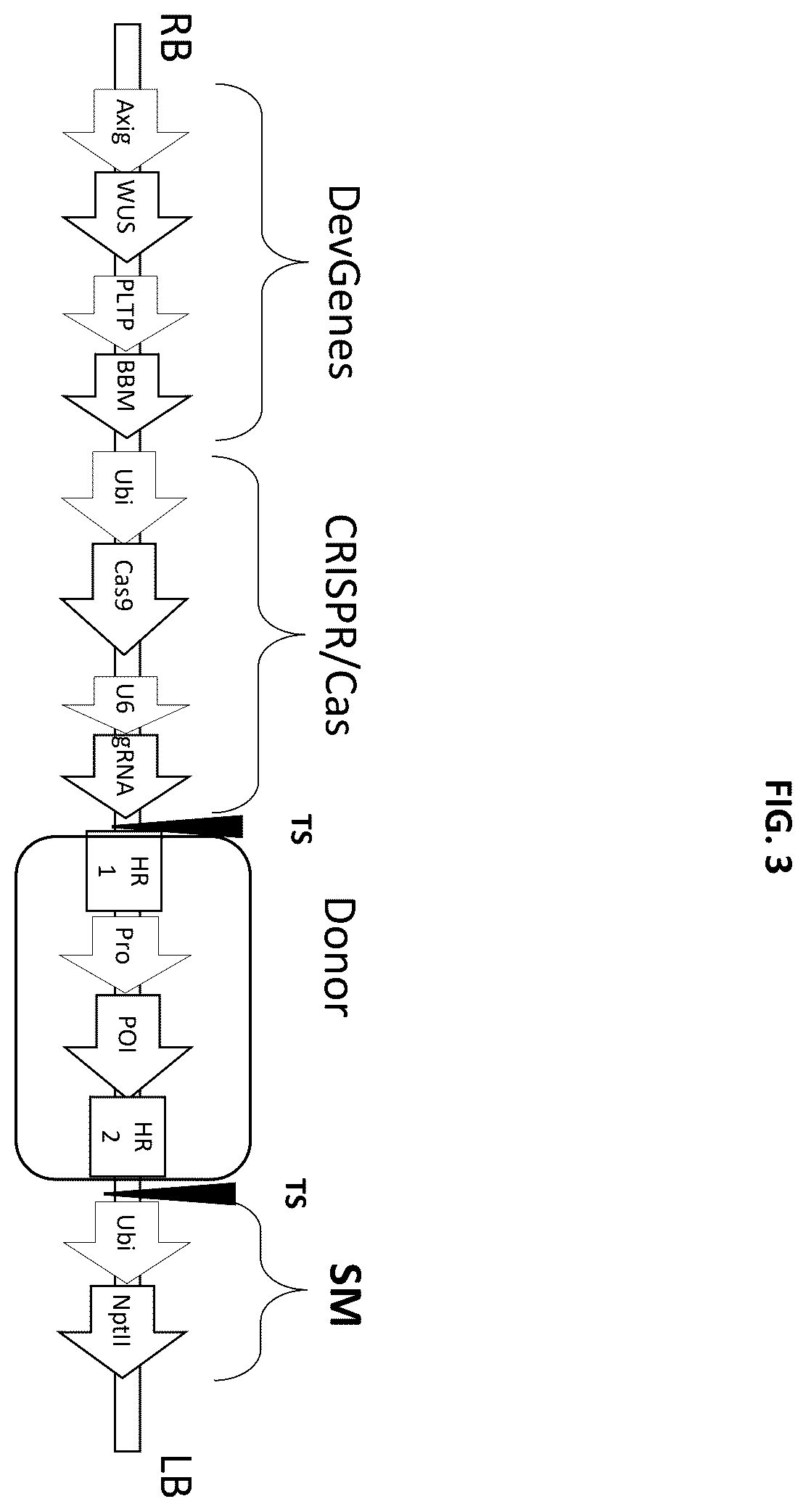 Patent US12378565 Figure 3 – Methods and compositions for homology directed repair of double strand breaks in plant cell genomes