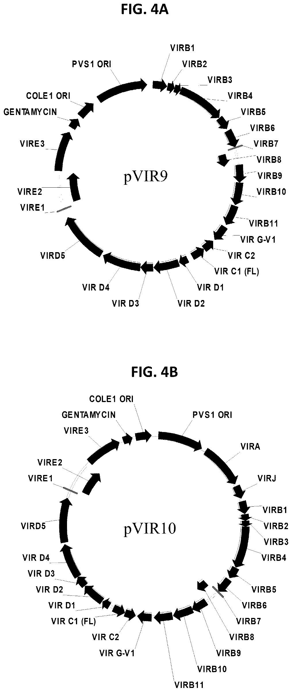 Patent US12378565 Figure 4 – Methods and compositions for homology directed repair of double strand breaks in plant cell genomes