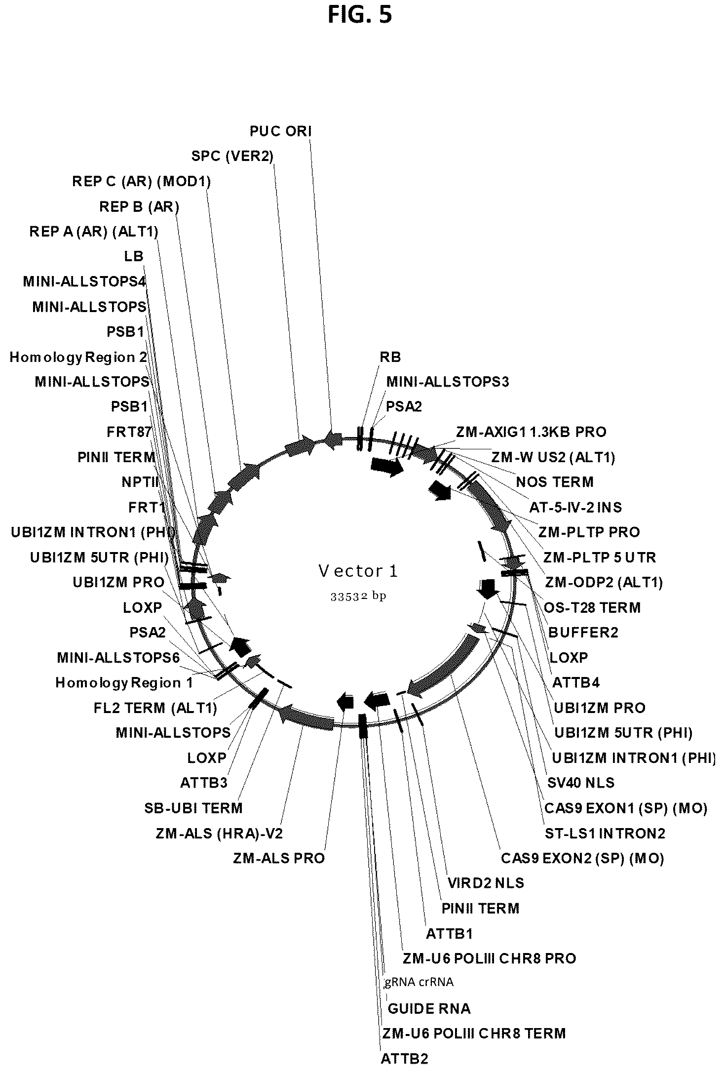 Patent US12378565 Figure 5 – Methods and compositions for homology directed repair of double strand breaks in plant cell genomes