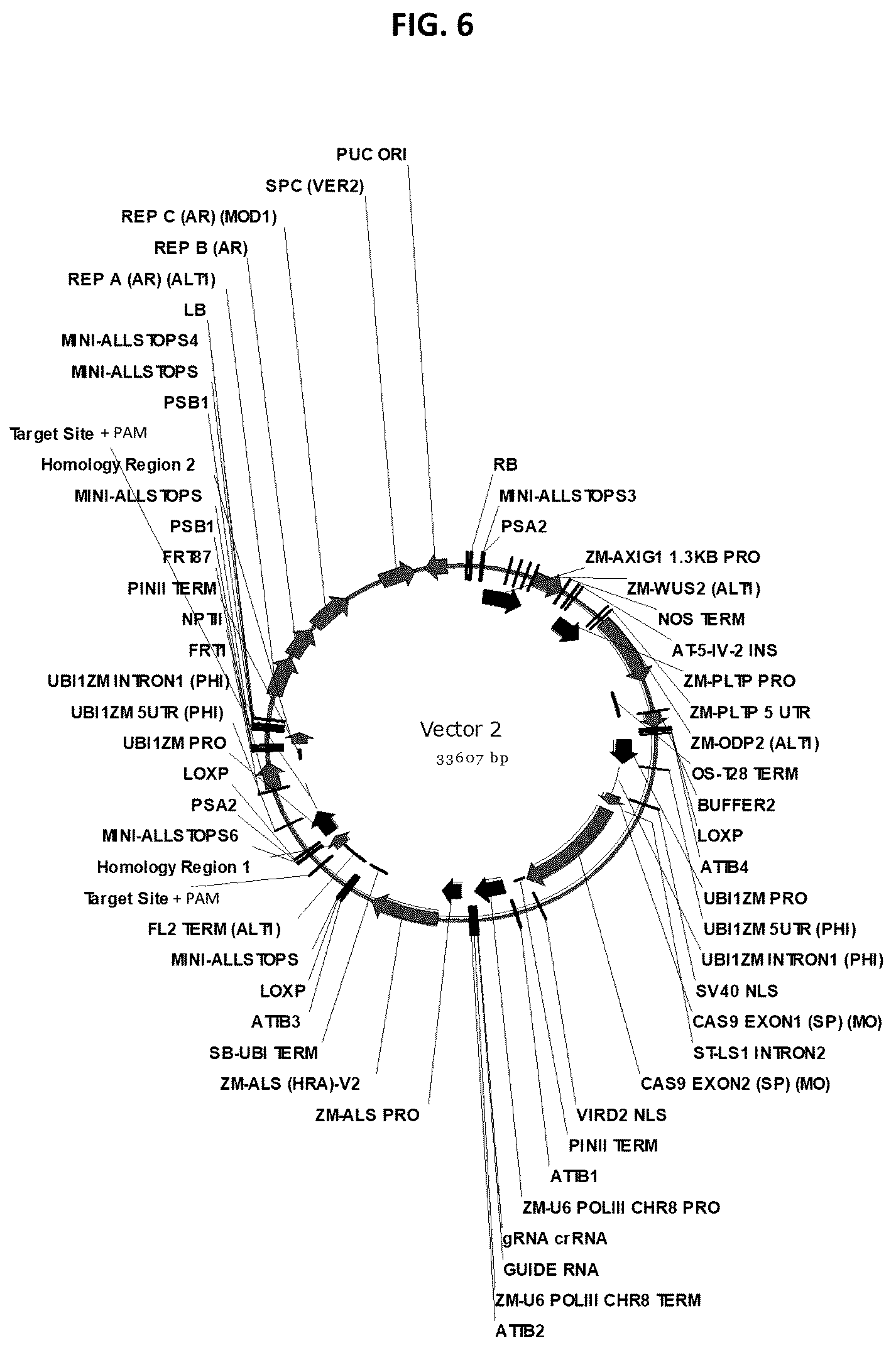 Patent US12378565 Figure 6 – Methods and compositions for homology directed repair of double strand breaks in plant cell genomes