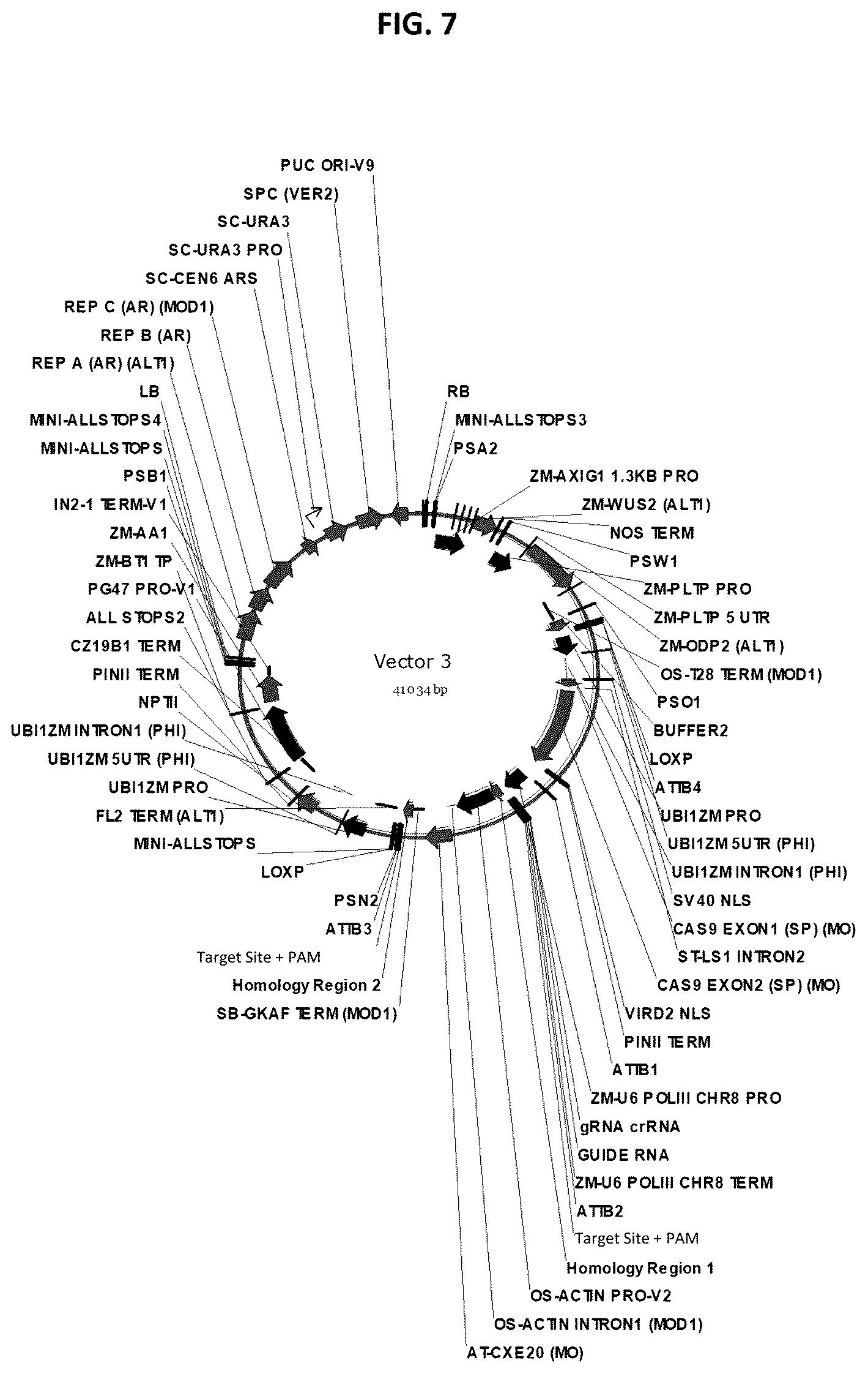 Patent US12378565 Figure 7 – Methods and compositions for homology directed repair of double strand breaks in plant cell genomes