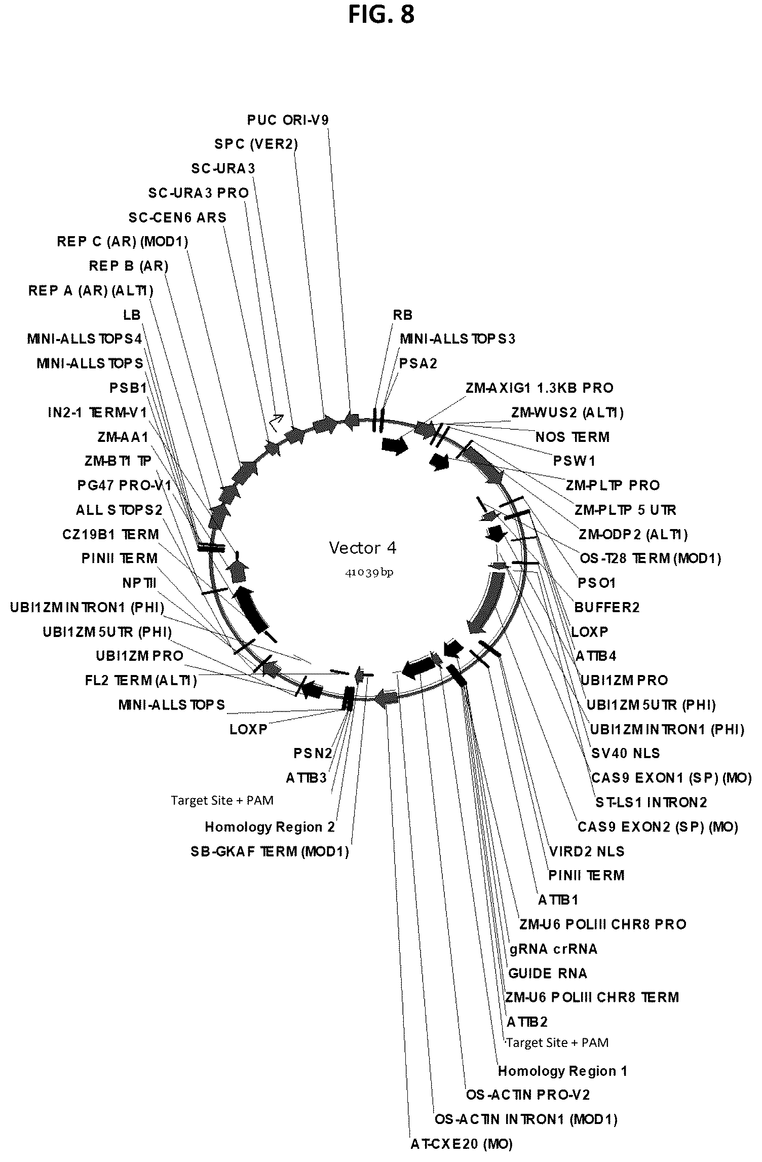 Patent US12378565 Figure 8 – Methods and compositions for homology directed repair of double strand breaks in plant cell genomes