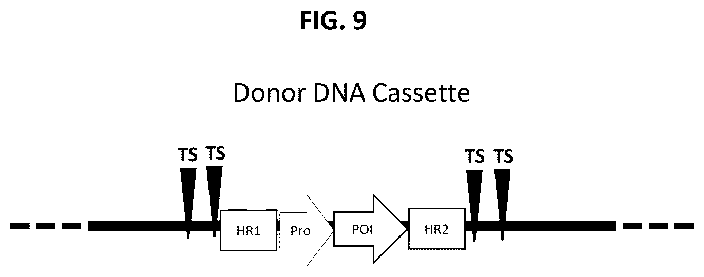 Patent US12378565 Figure 9 – Methods and compositions for homology directed repair of double strand breaks in plant cell genomes