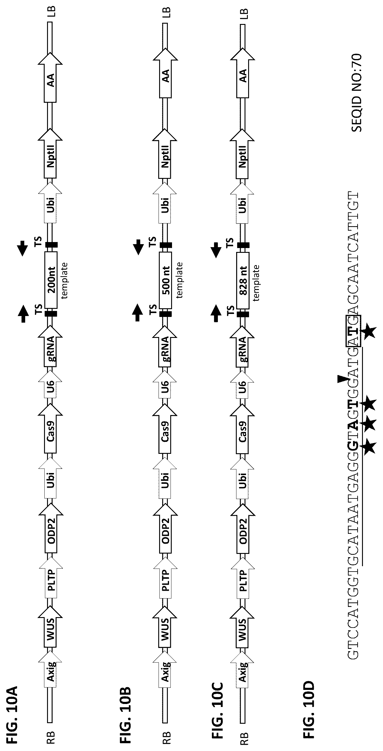 Patent US12378565 Figure 10 – Methods and compositions for homology directed repair of double strand breaks in plant cell genomes
