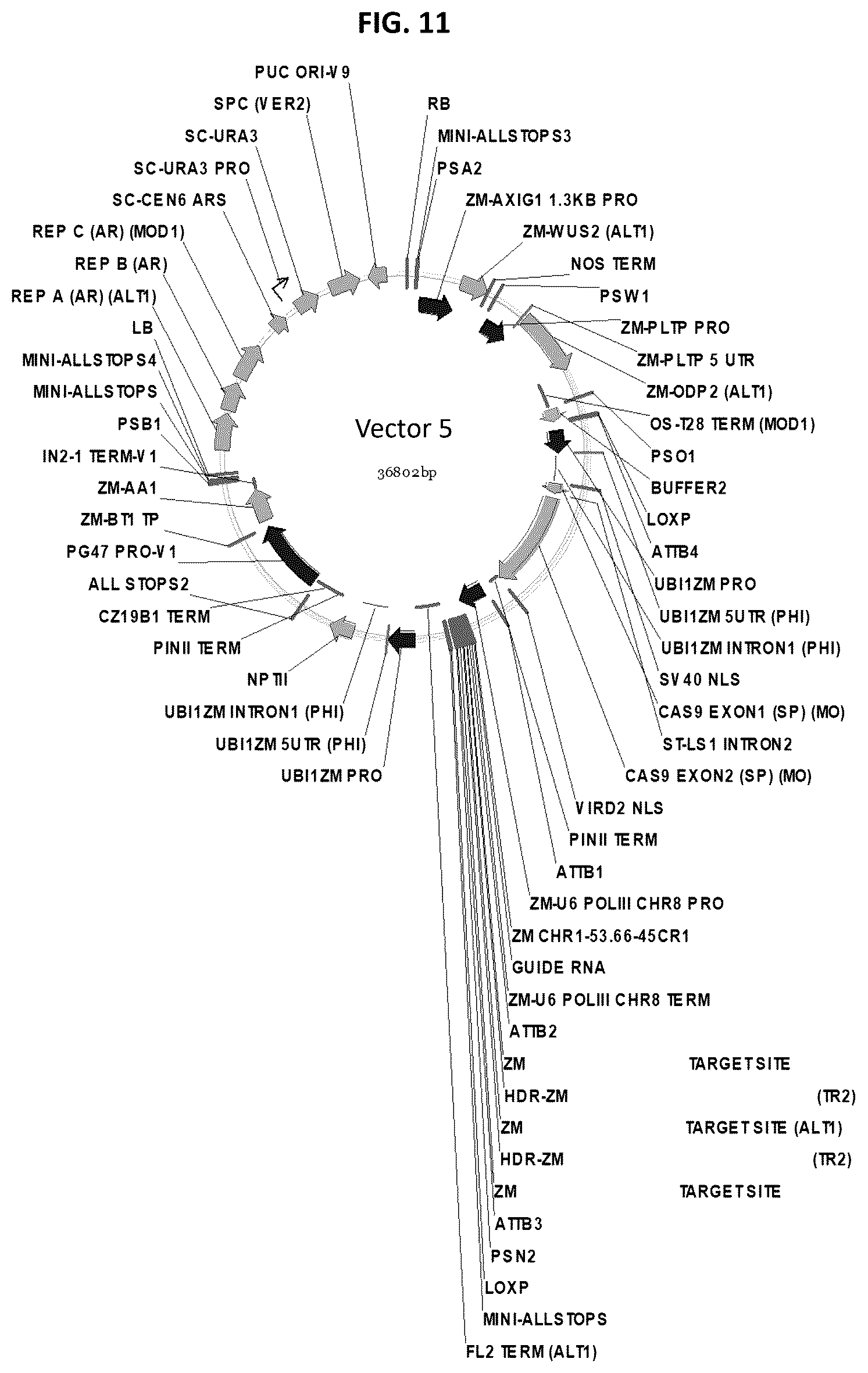 Patent US12378565 Figure 11 – Methods and compositions for homology directed repair of double strand breaks in plant cell genomes