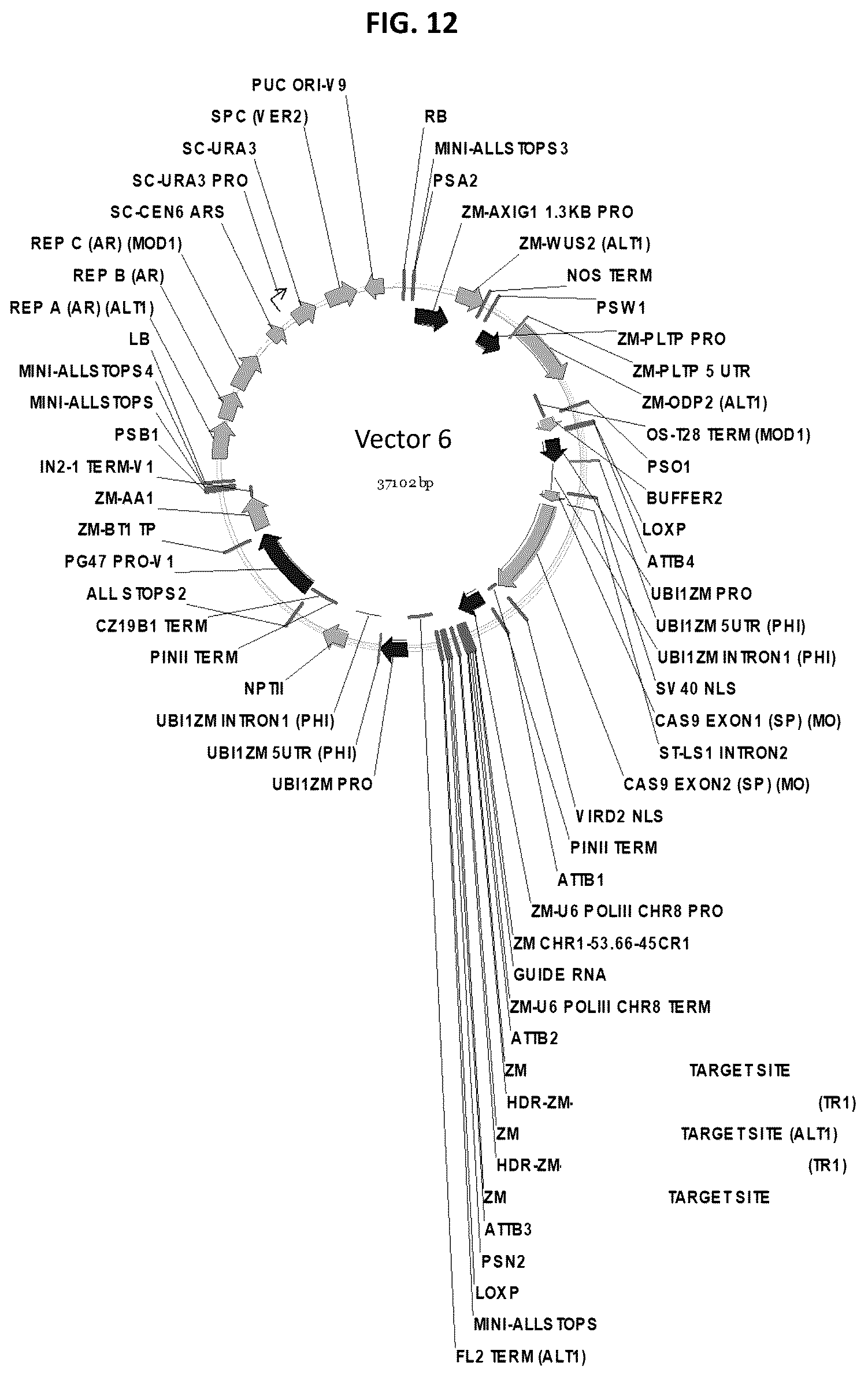 Patent US12378565 Figure 12 – Methods and compositions for homology directed repair of double strand breaks in plant cell genomes