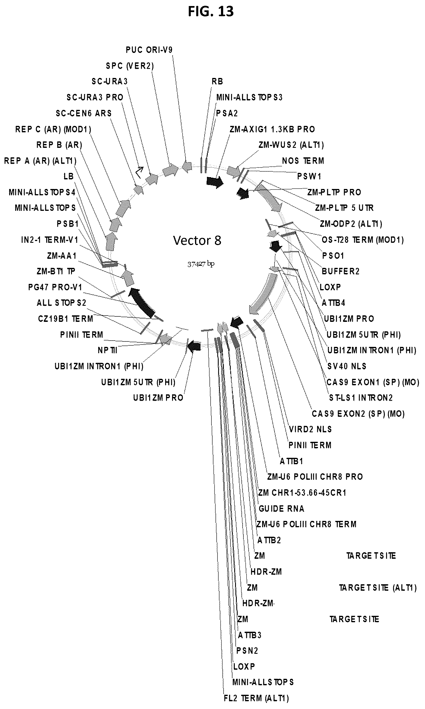 Patent US12378565 Figure 13 – Methods and compositions for homology directed repair of double strand breaks in plant cell genomes