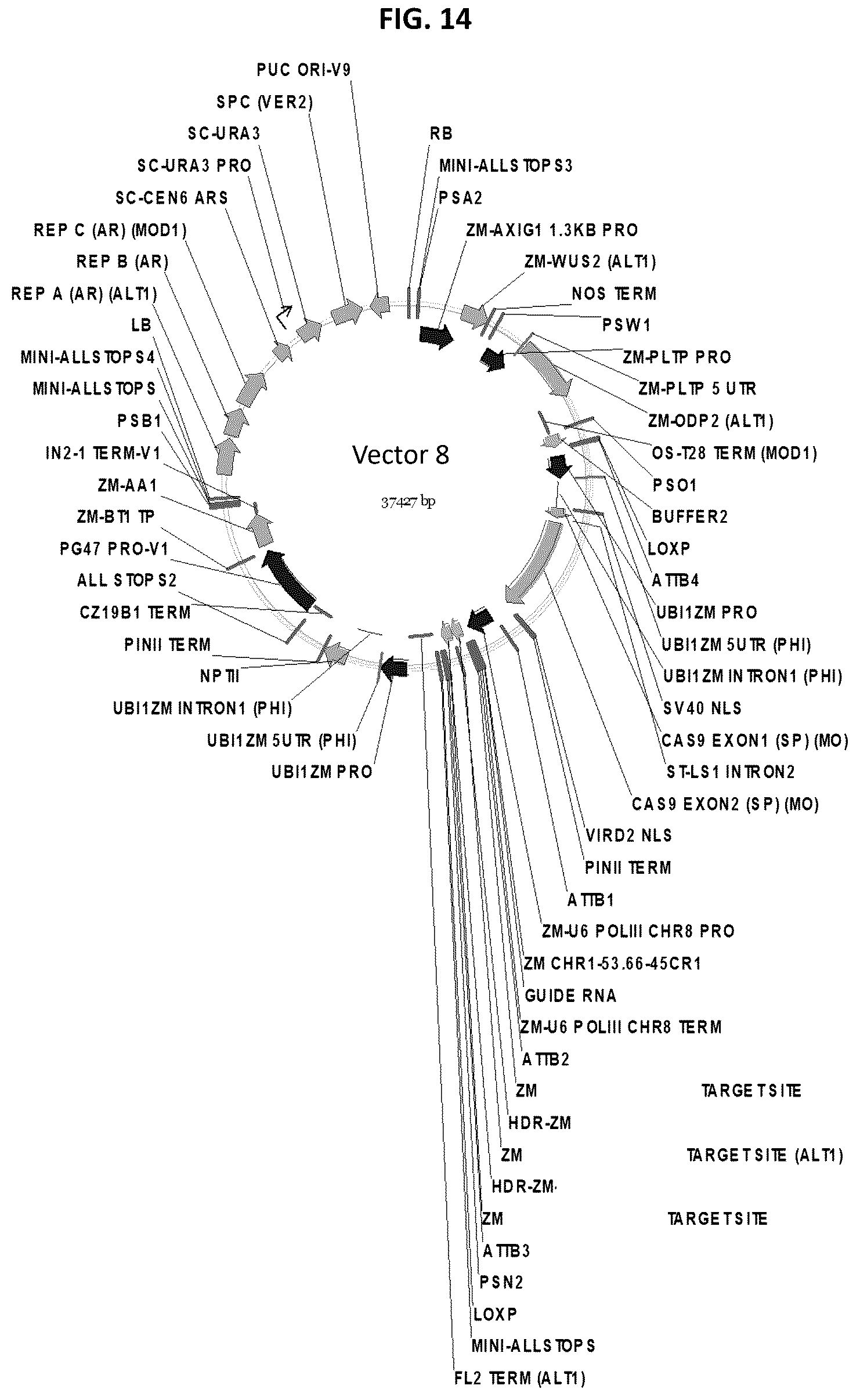 Patent US12378565 Figure 14 – Methods and compositions for homology directed repair of double strand breaks in plant cell genomes
