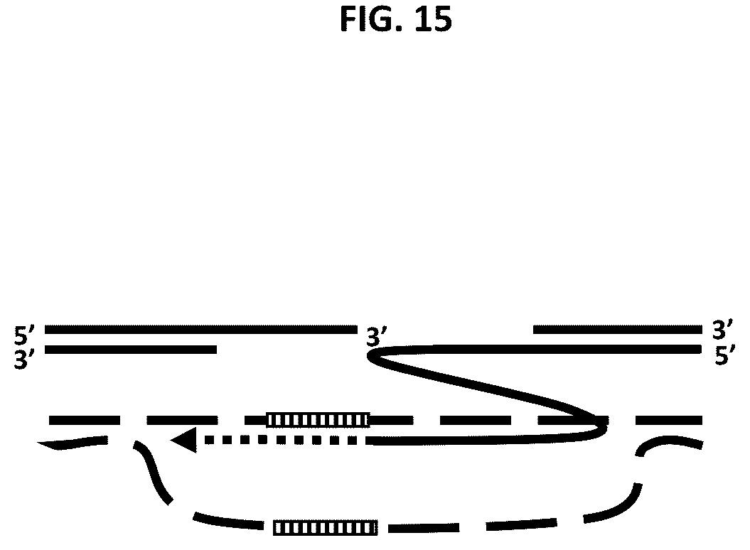 Patent US12378565 Figure 15 – Methods and compositions for homology directed repair of double strand breaks in plant cell genomes
