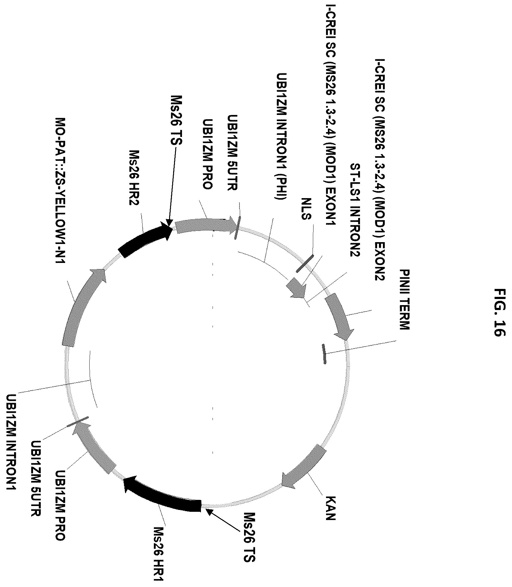 Patent US12378565 Figure 16 – Methods and compositions for homology directed repair of double strand breaks in plant cell genomes