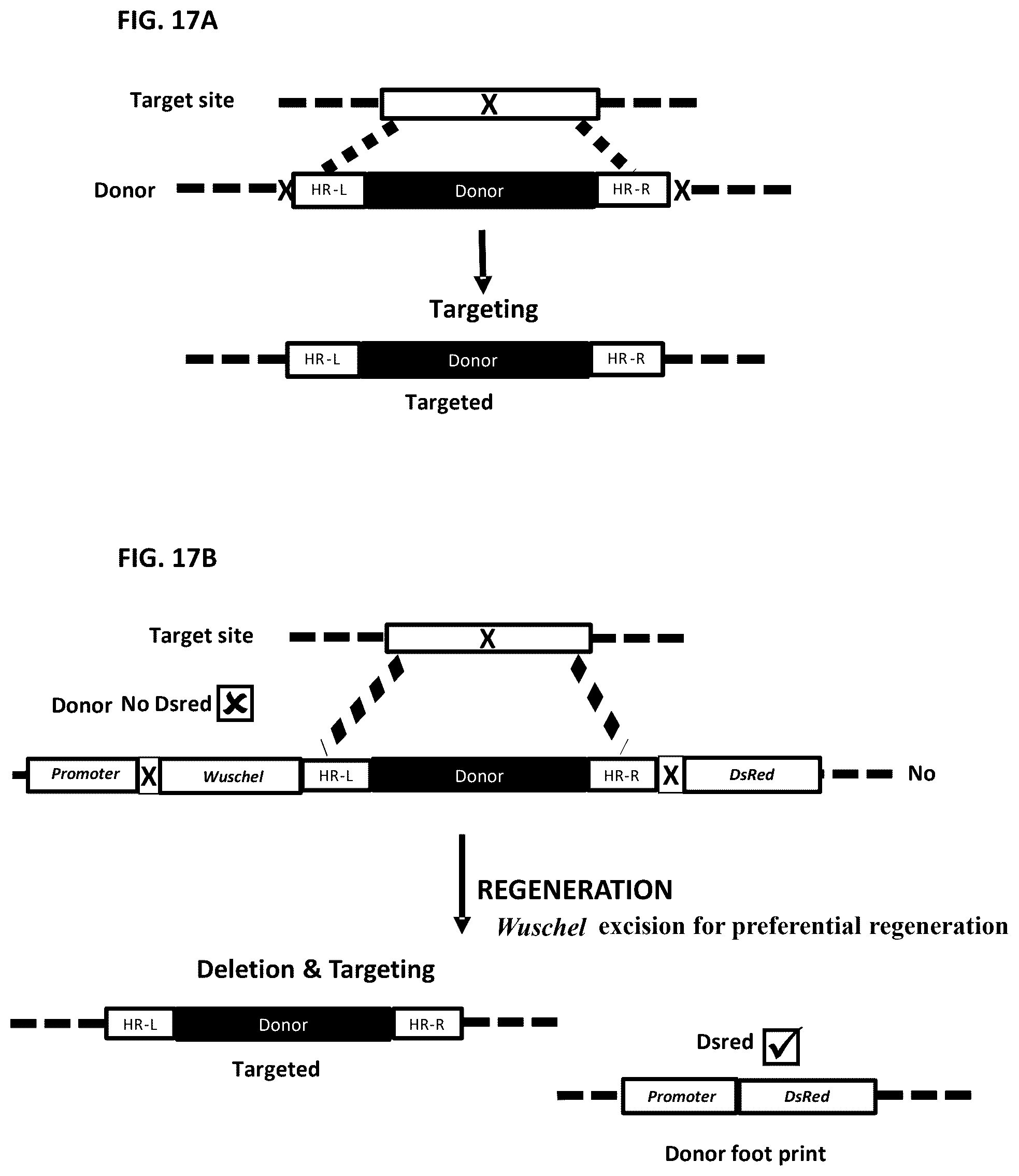 Patent US12378565 Figure 17 – Methods and compositions for homology directed repair of double strand breaks in plant cell genomes