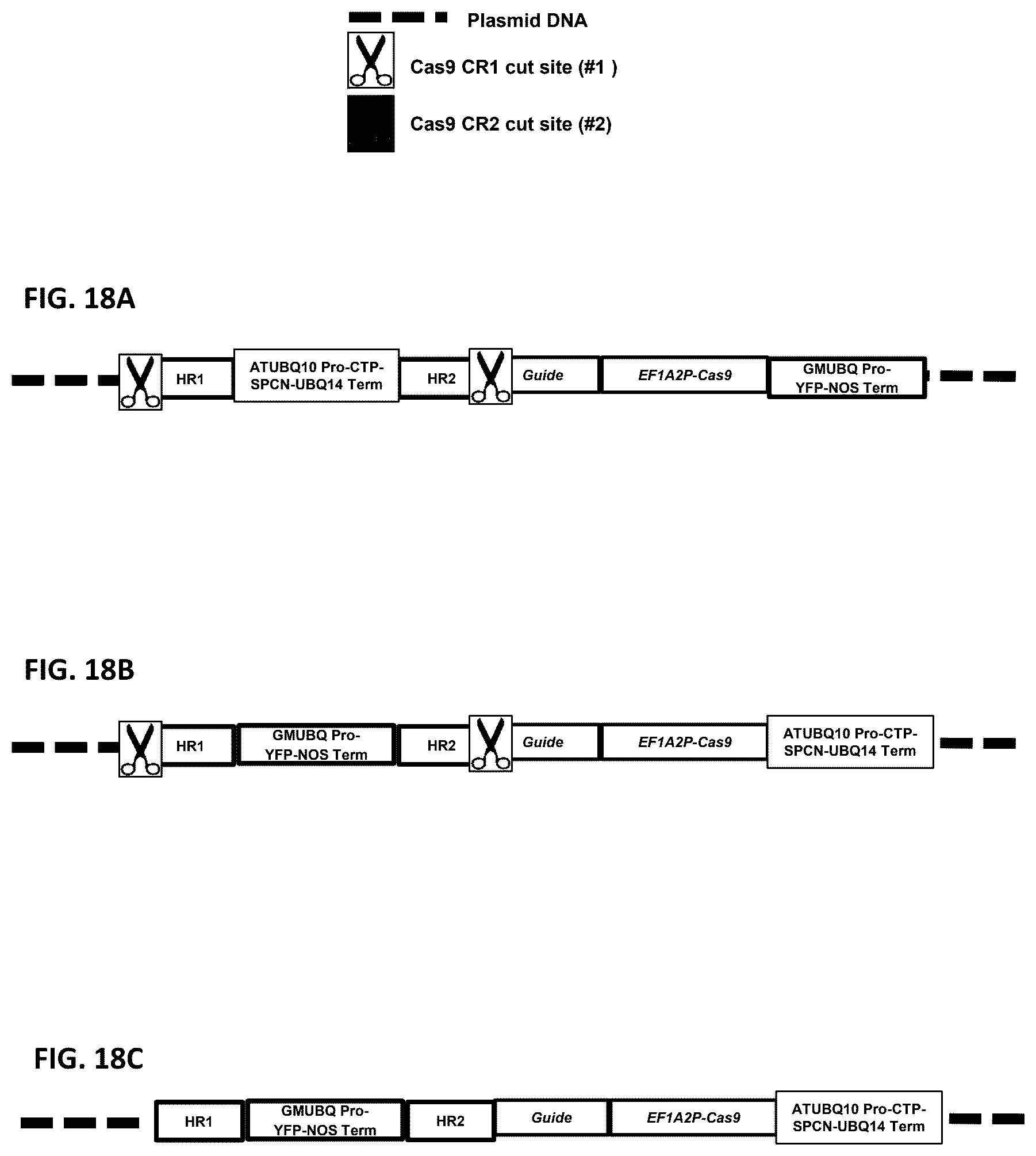 Patent US12378565 Figure 18 – Methods and compositions for homology directed repair of double strand breaks in plant cell genomes