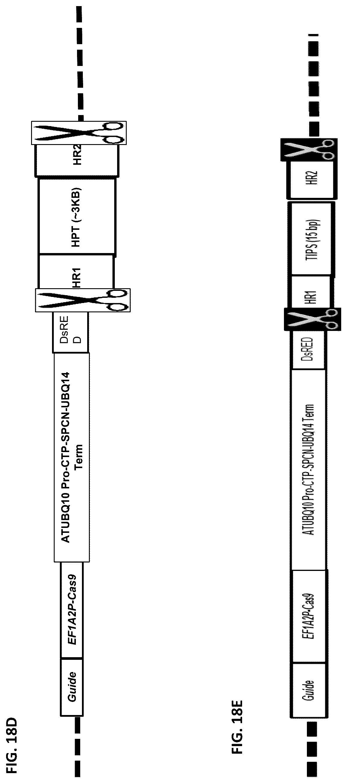 Patent US12378565 Figure 19 – Methods and compositions for homology directed repair of double strand breaks in plant cell genomes